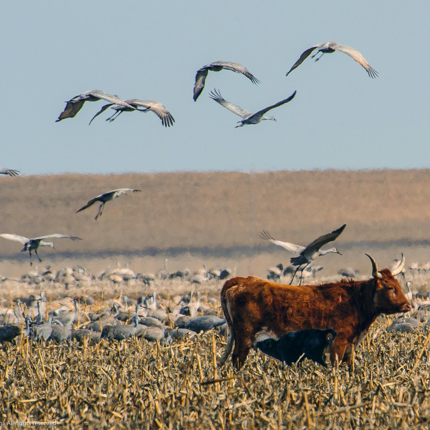 Nebraska Countryside - Single