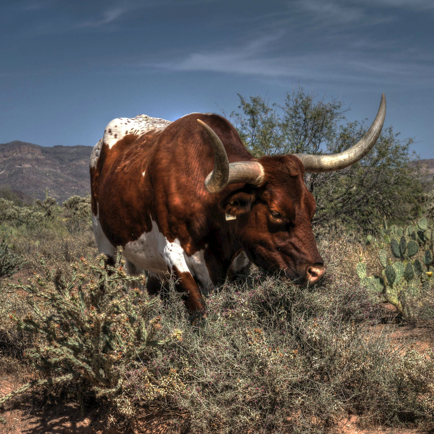 Arizona Desert Bulls - Single