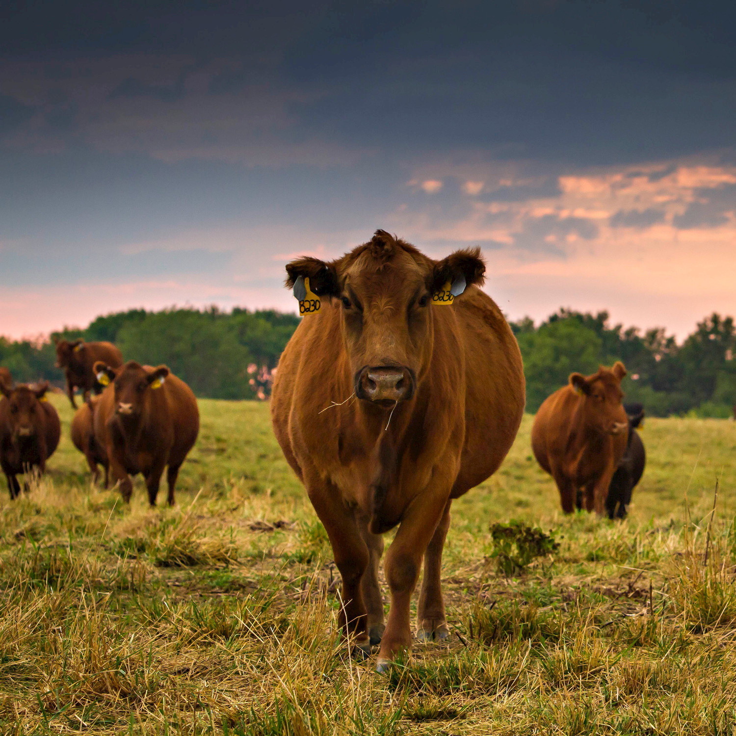 Grazing Cattle