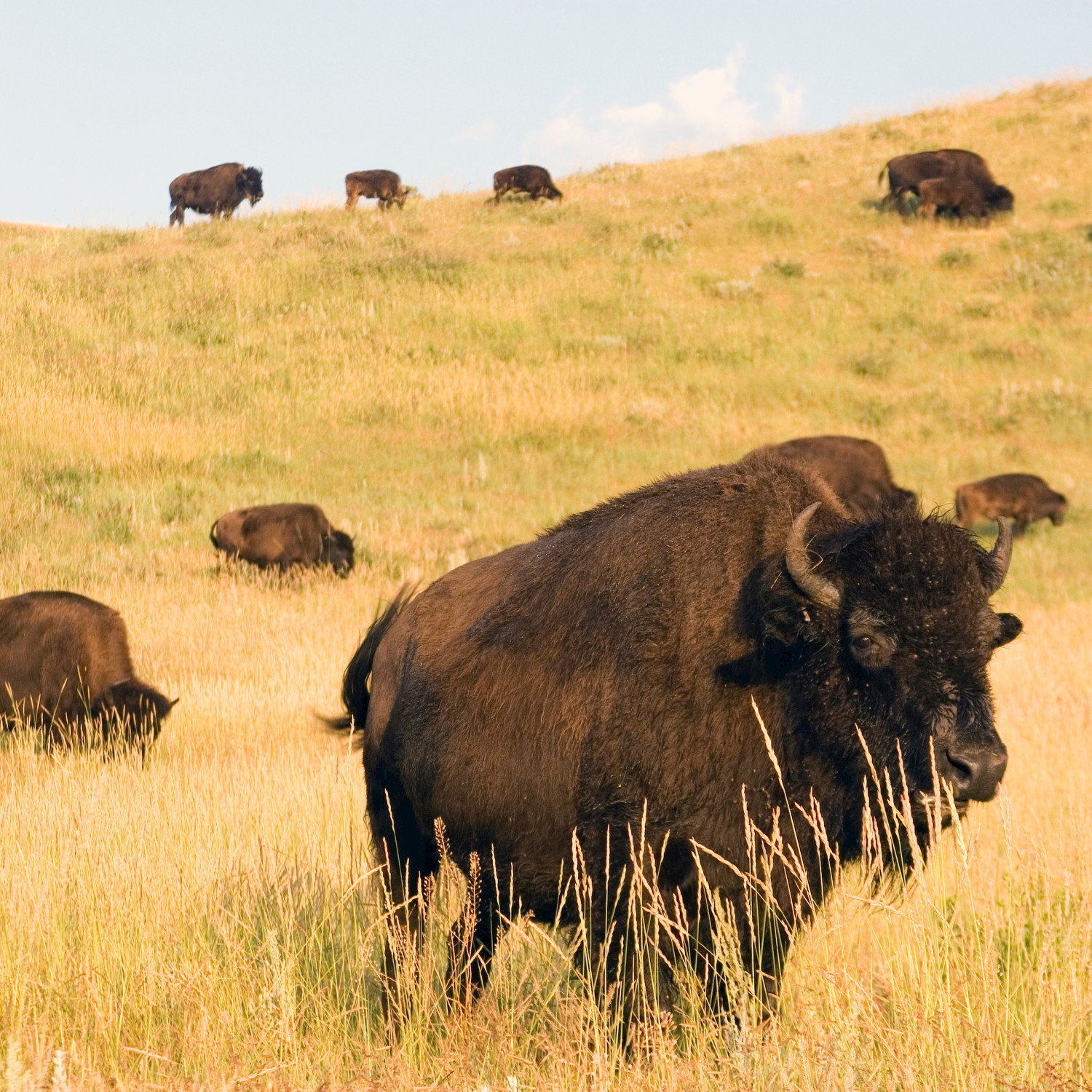 Buffalo in the Prairie