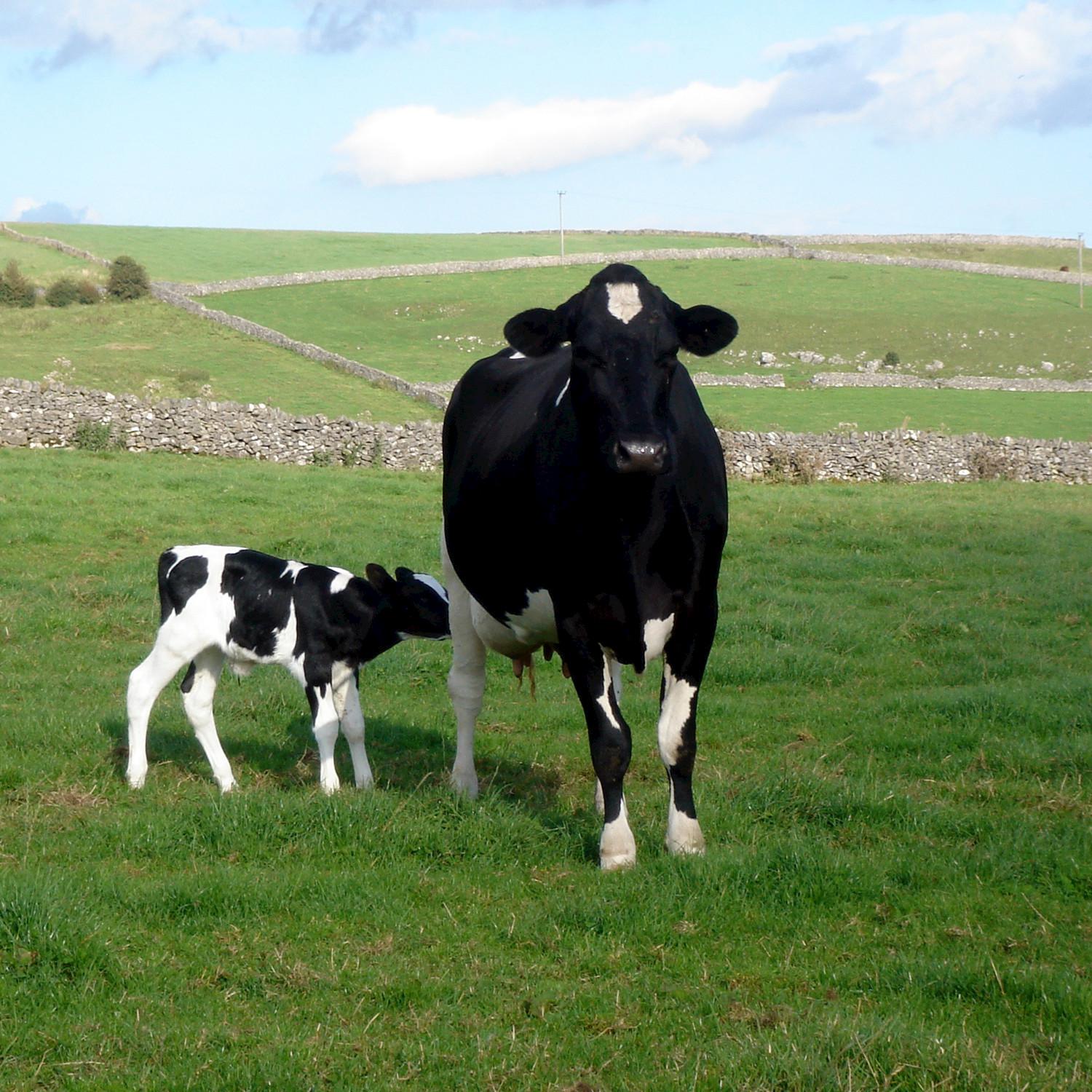 Mother Cow and Her Calves - Single