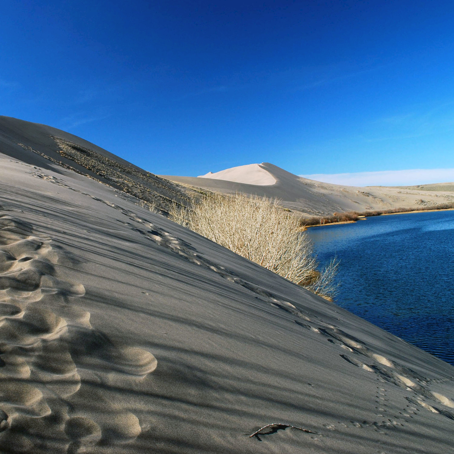 Bruneau Dunes Bird - Single