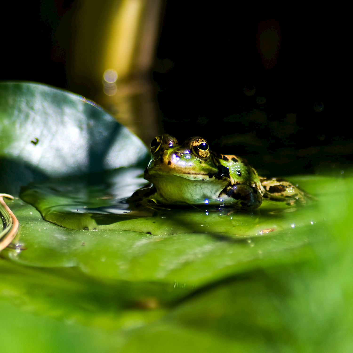 Spanish Frogs