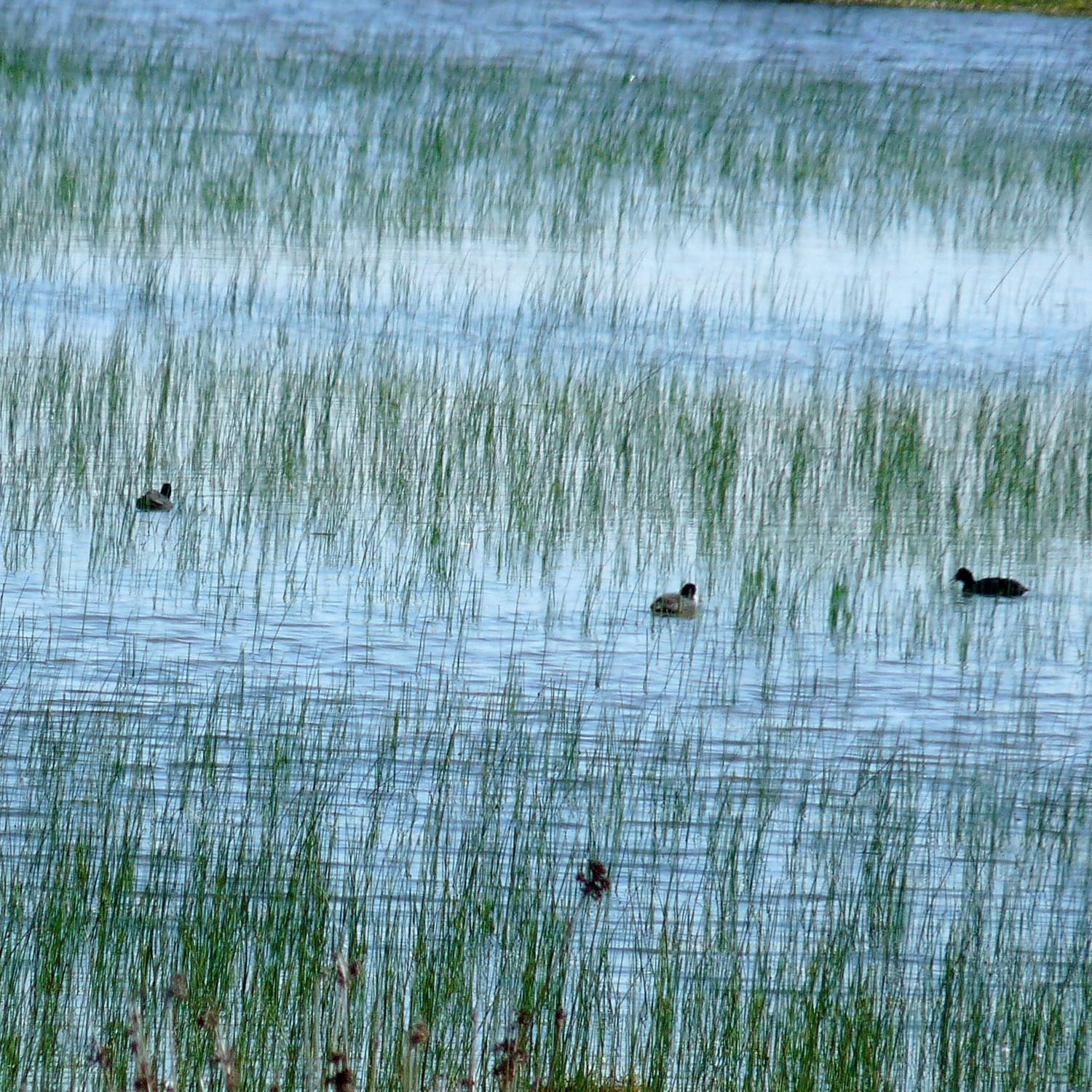 Doñana Park Marsh - Single