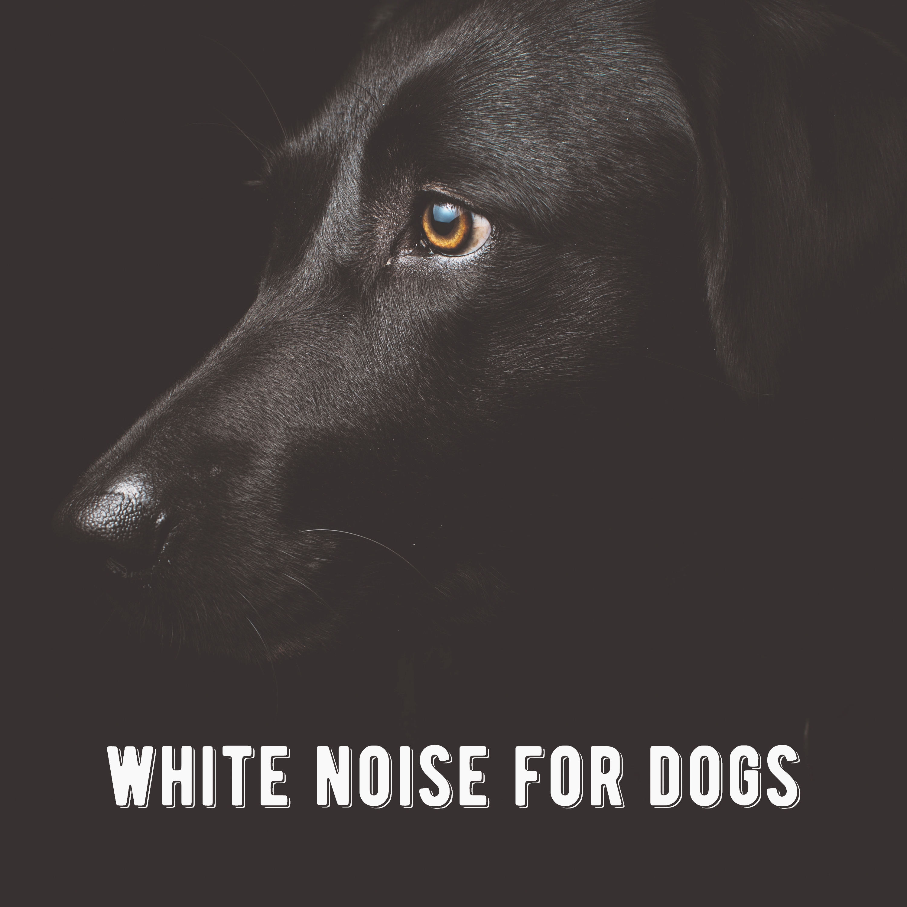 White Noise for Dogs: Puppy Anxiety Relief