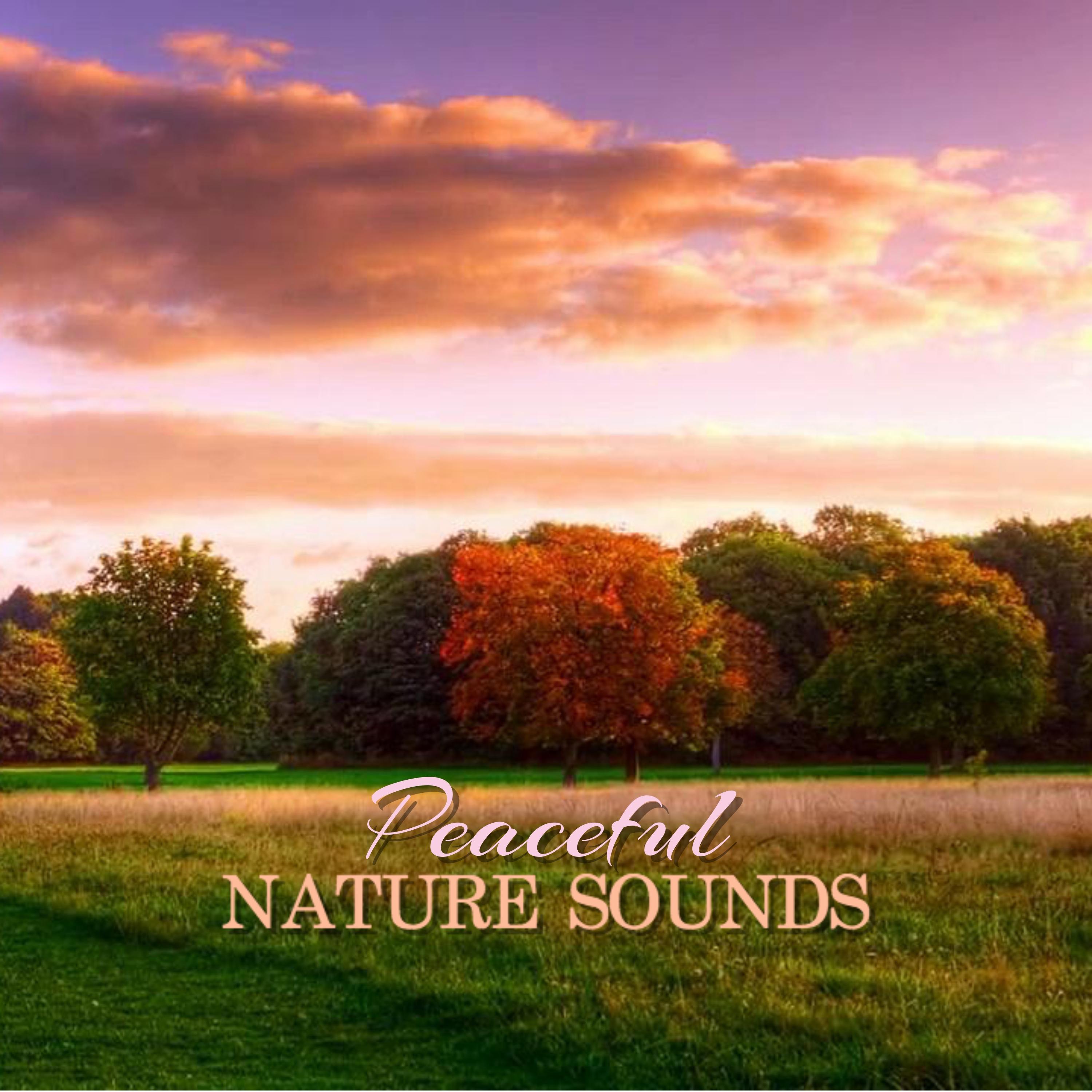 Peaceful Nature Sounds
