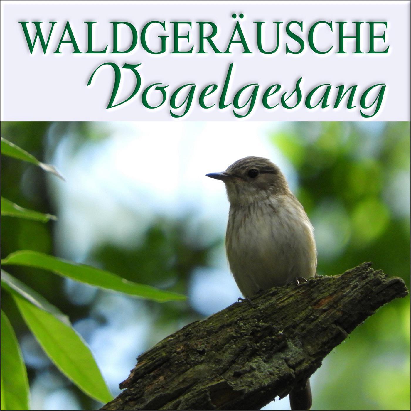 Vogelrufe am Morgen