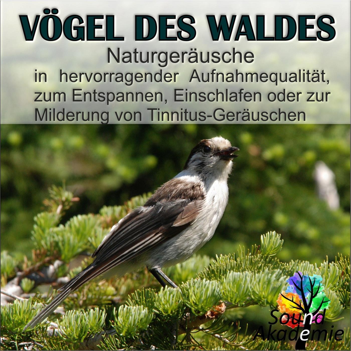 Vögel des Waldes, Naturgeräusche in hervorragender Aufnahmequalität, zum Entspannen, Einschlafen oder zur Milderung von Tinnitus Geräuschen