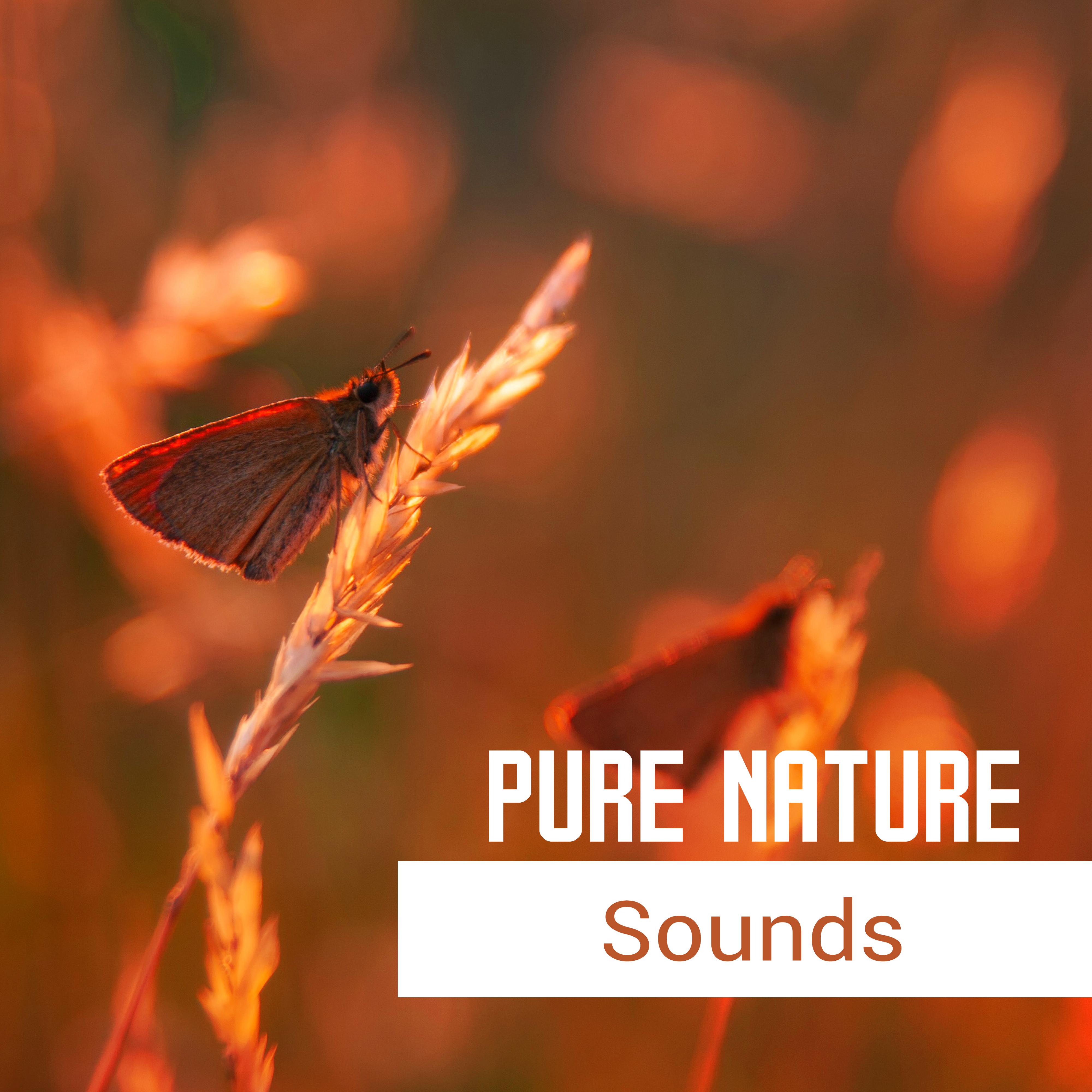 Pure Nature Sounds – Calming Songs for Relax, Stress Relief, Reduce Anxiety, New Age for Healing Nerves