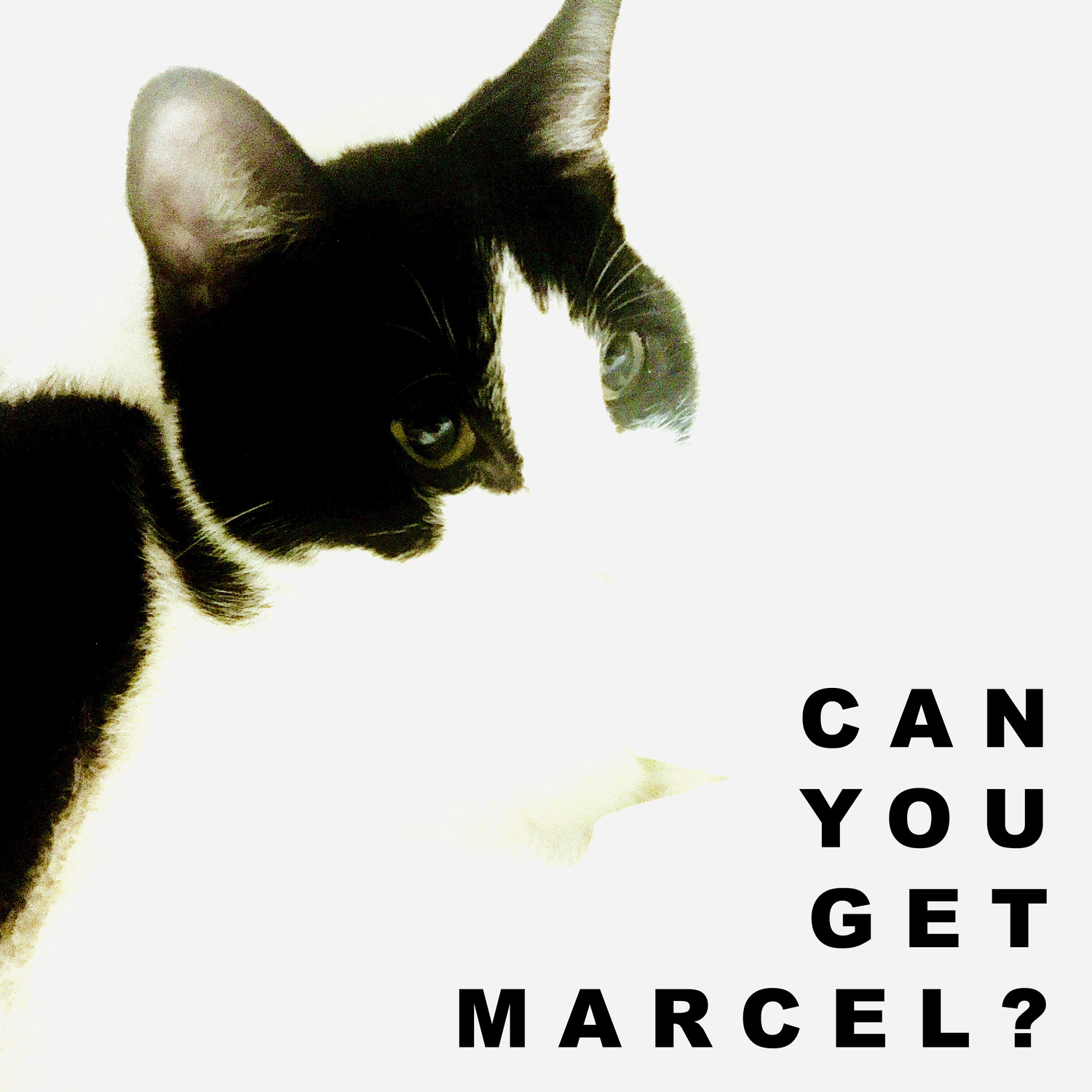 Can You Get Marcel?