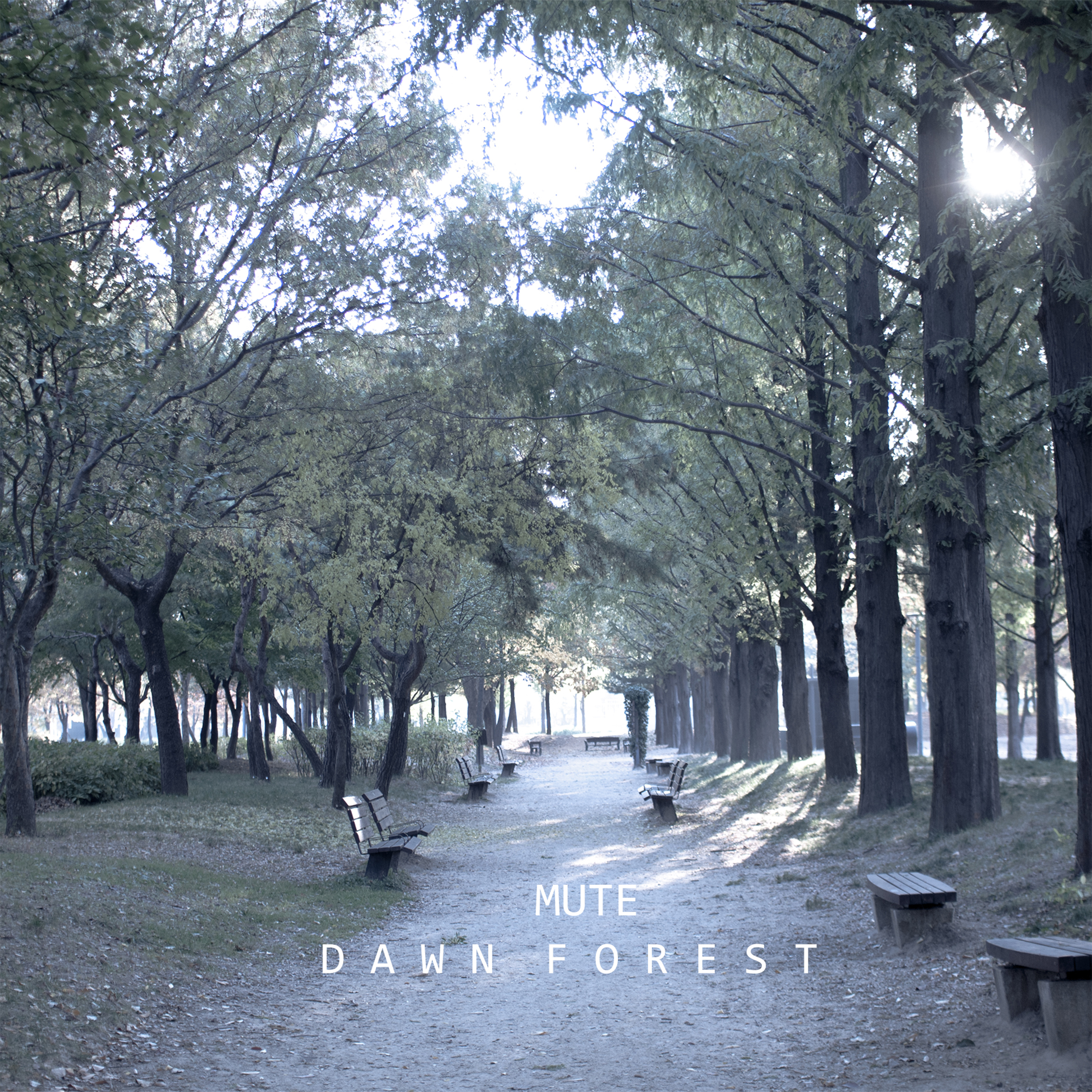 Dawn Forest