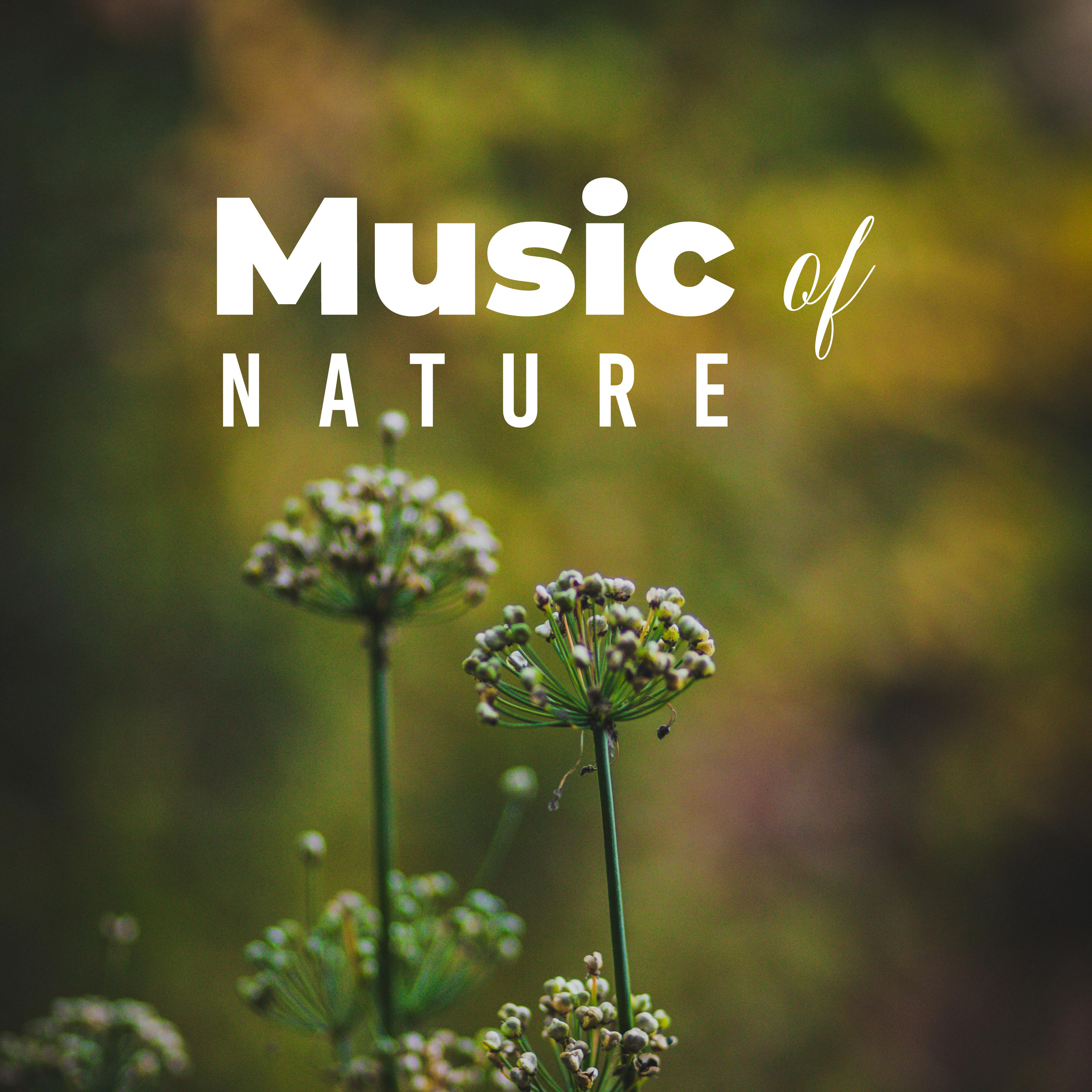 Music of Nature - Birds Singing, Sounds of Water, Heat of Rain, Smell of the Forest, Music of the Night and Piano in the Background