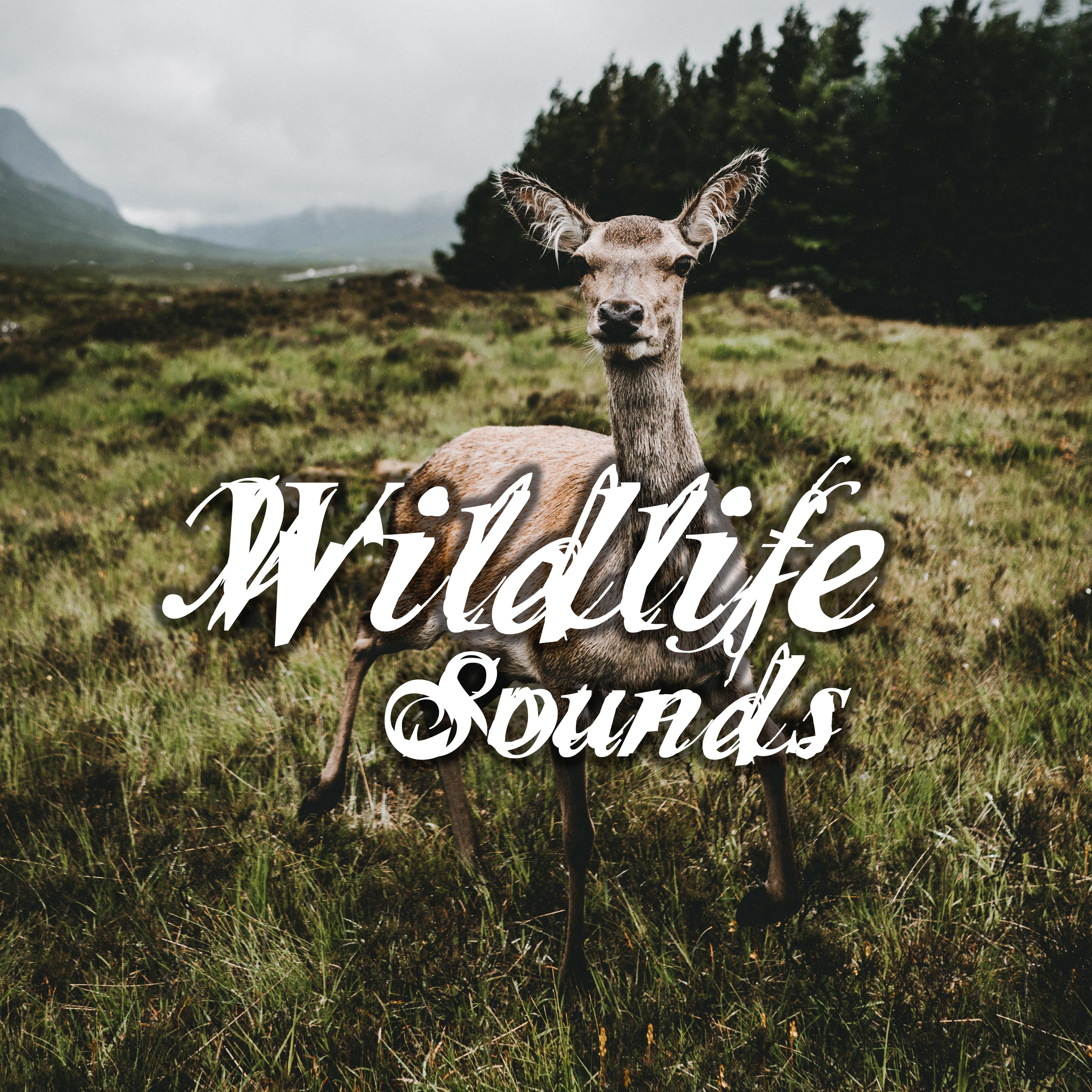 Wildlife Sounds – Nature Sounds, Music for Relax, Relief Stress, Reduce Anxiety, Calm of Mind, Bliss