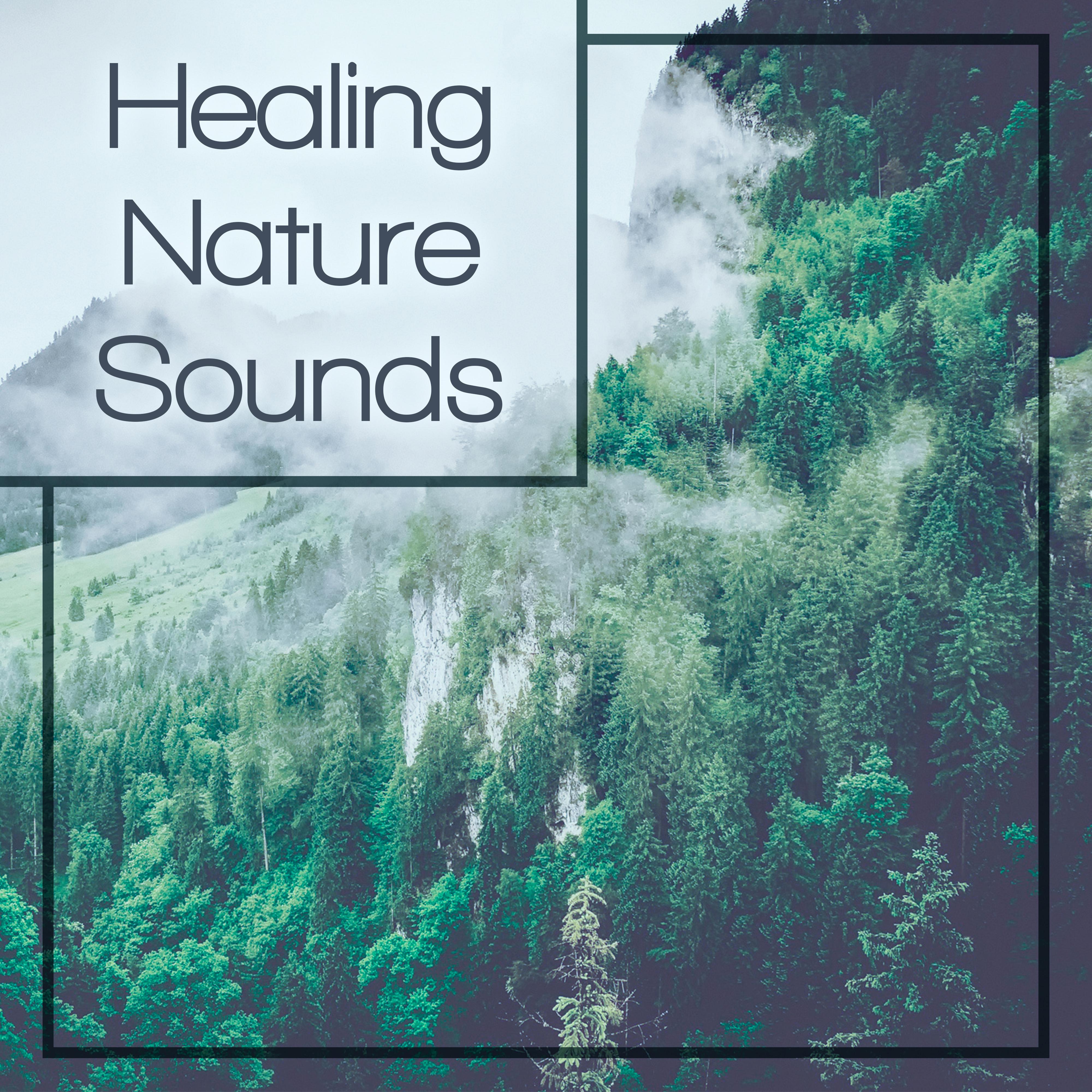 Healing Nature Sounds – Soothing Nature Music, Waves of Calmness, Zen Garden, New Age Relaxation