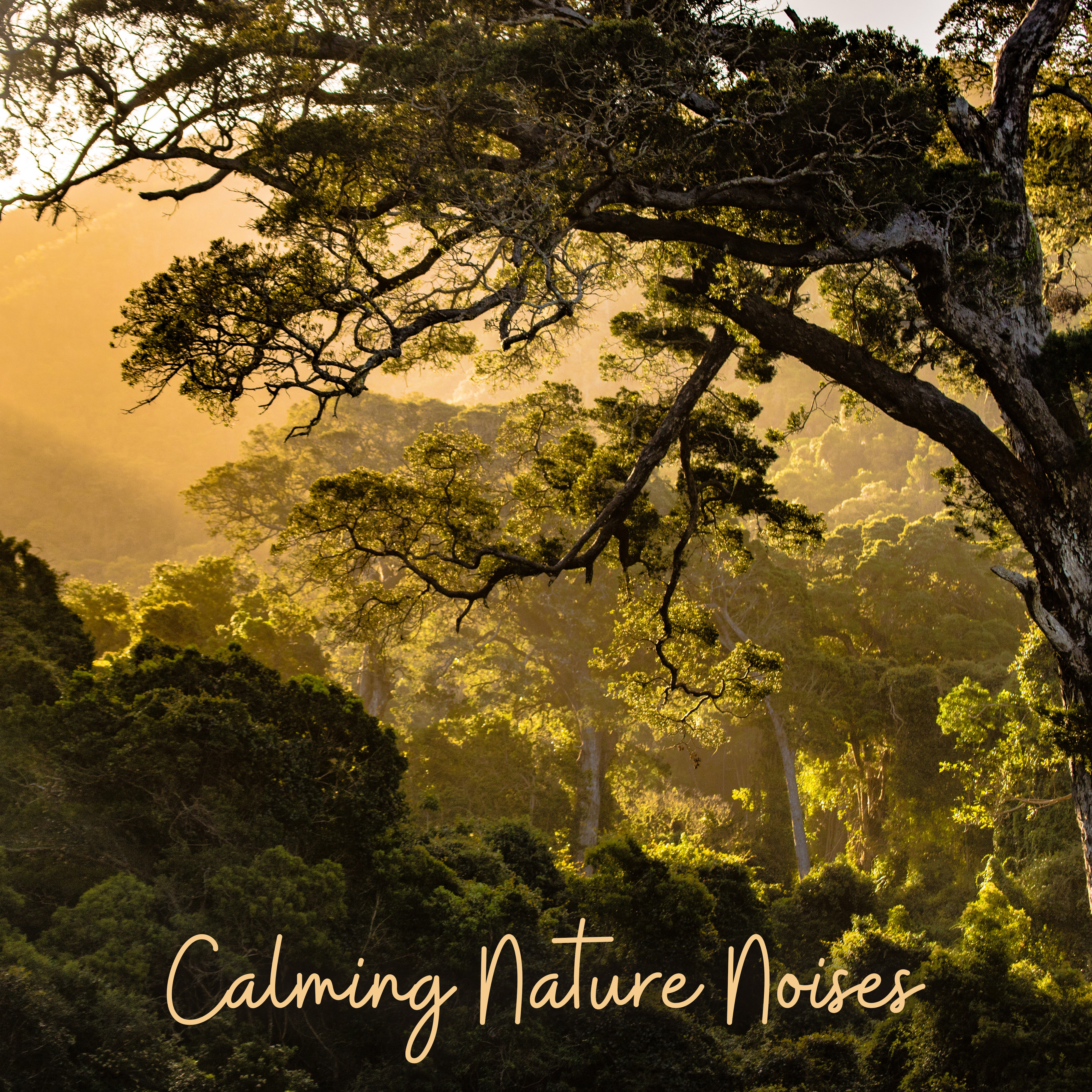 Calming Nature Noises