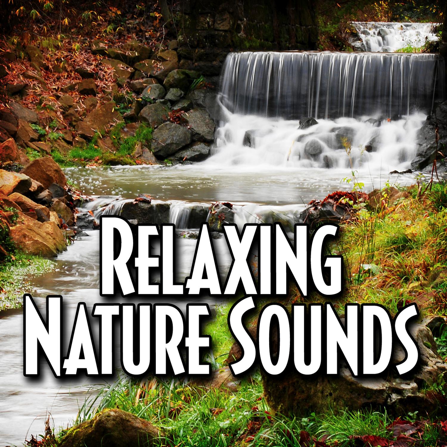 Meditate to Tranquil Forest Ambience with Nature Sound
