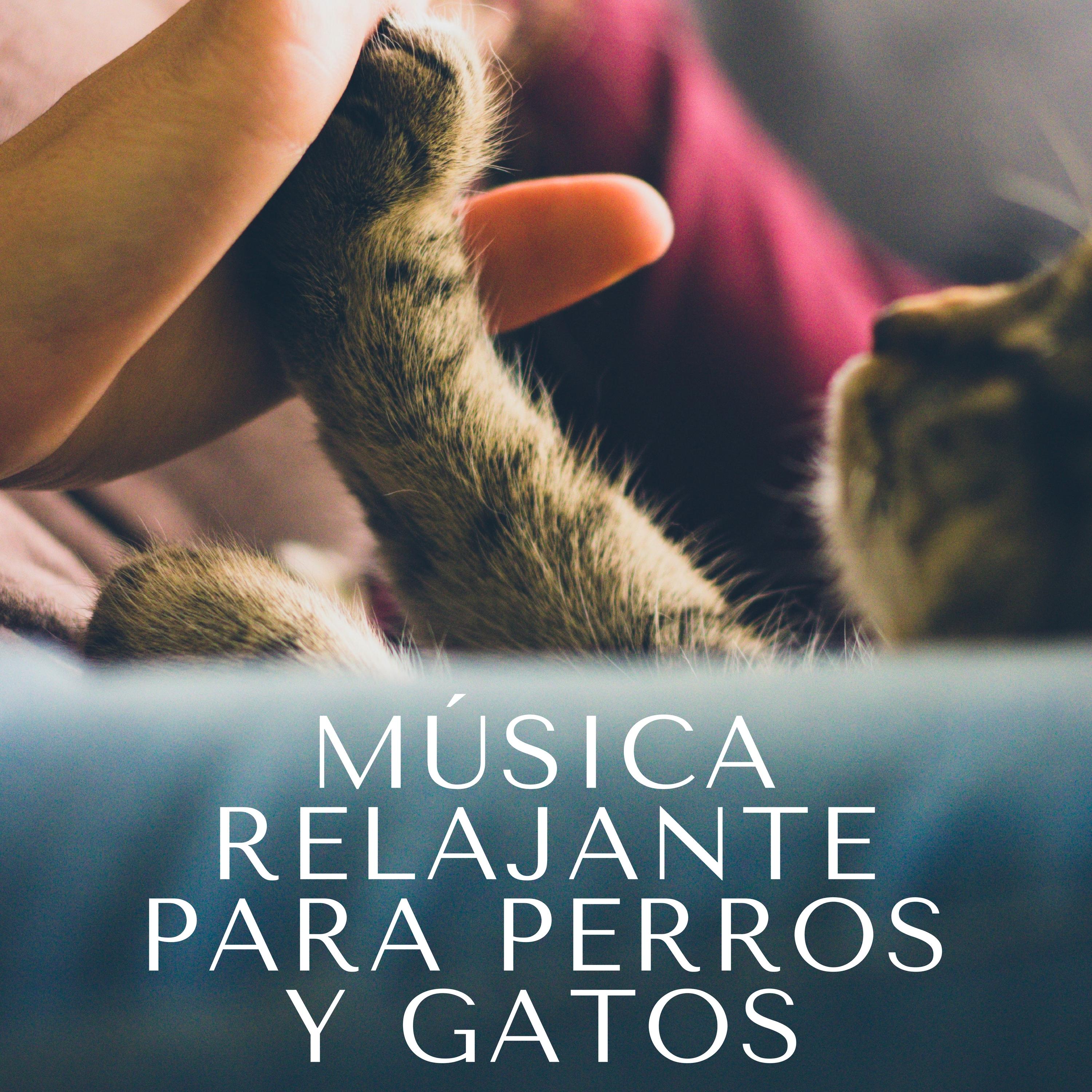 Música Relajante para Perros y Gatos