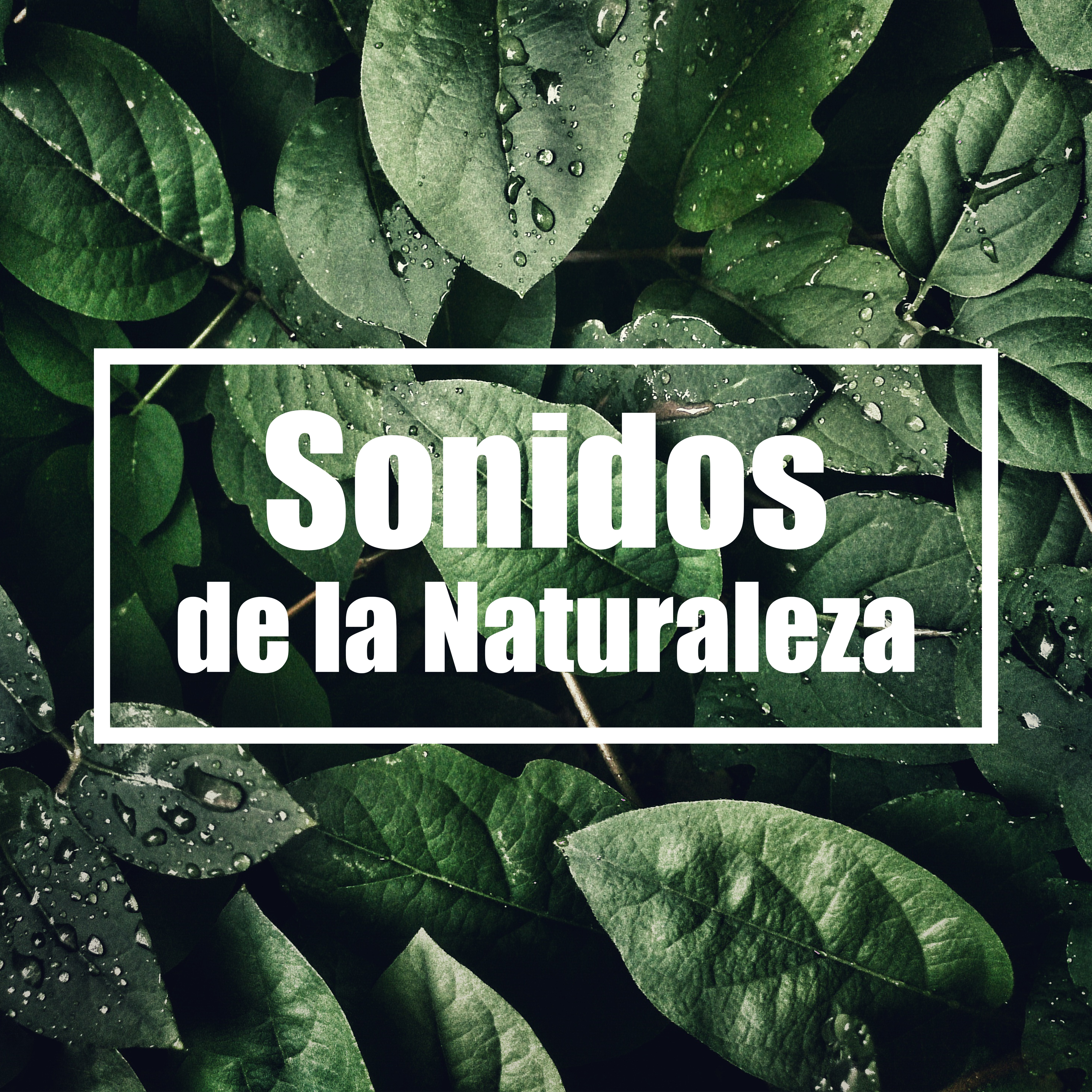 Sonidos de la Naturaleza