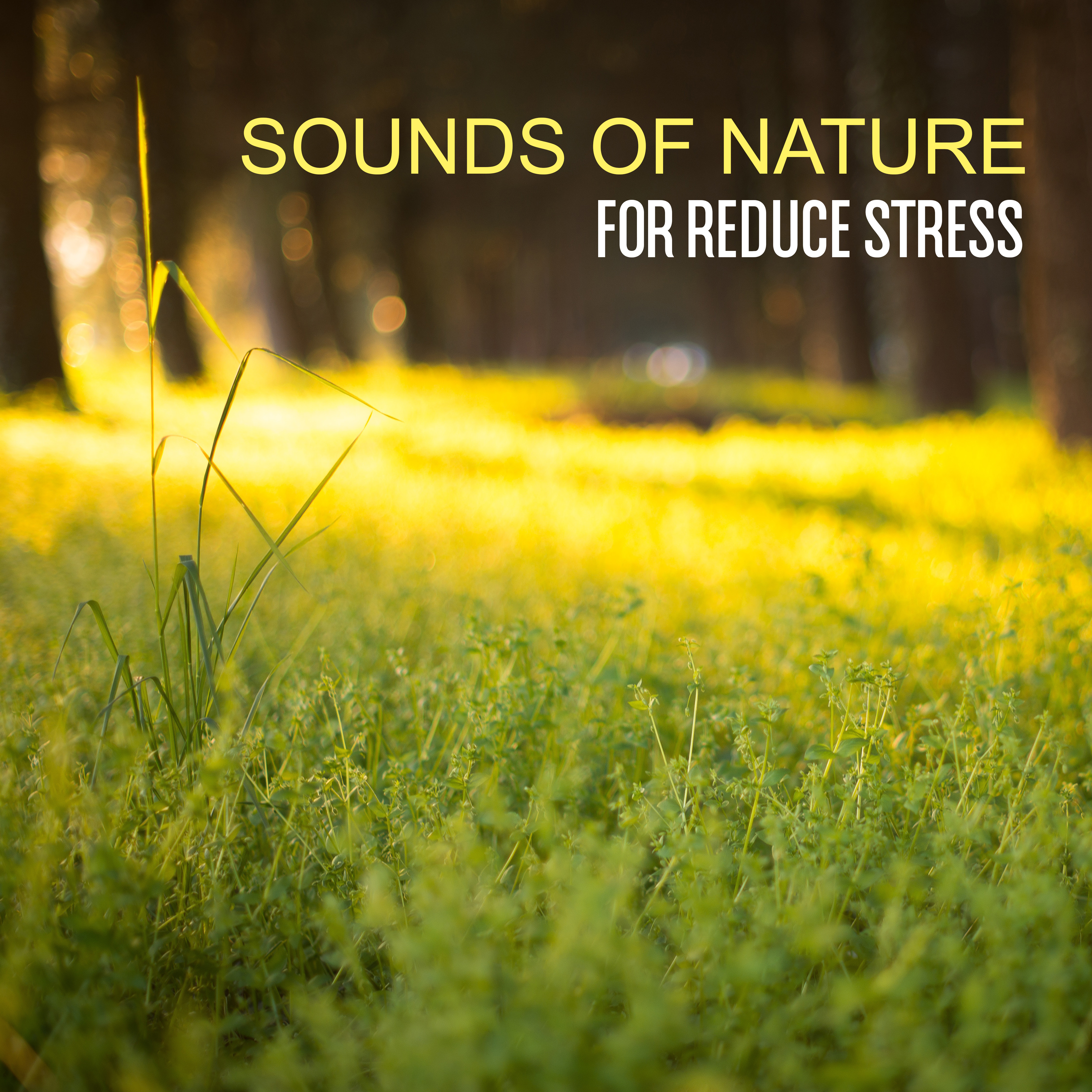 Sounds of Nature for Reduce Stress