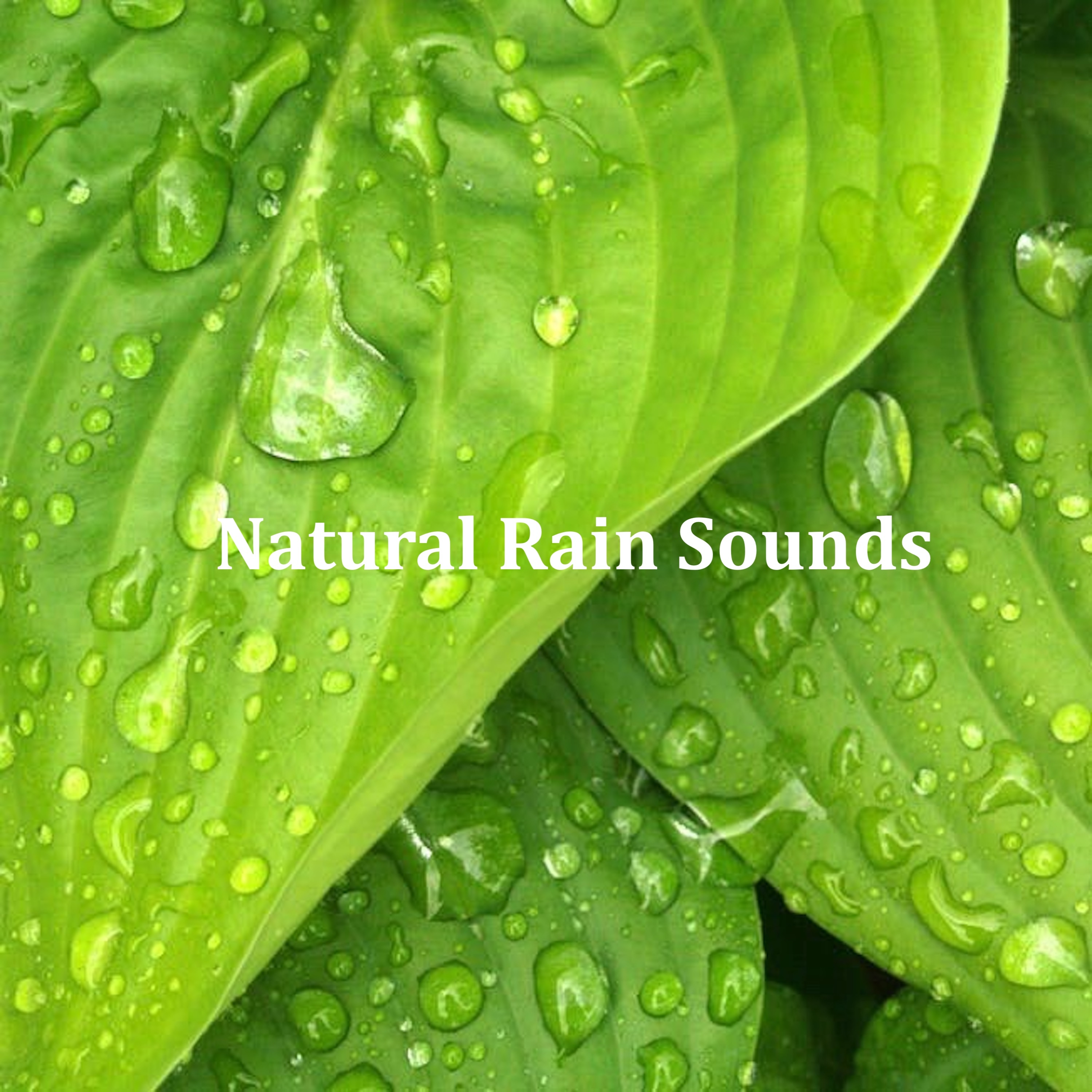 16 Ambient Rain Sounds: Natural Sounds for Stress Relief, Sleep, Anxiety and Wellbeing