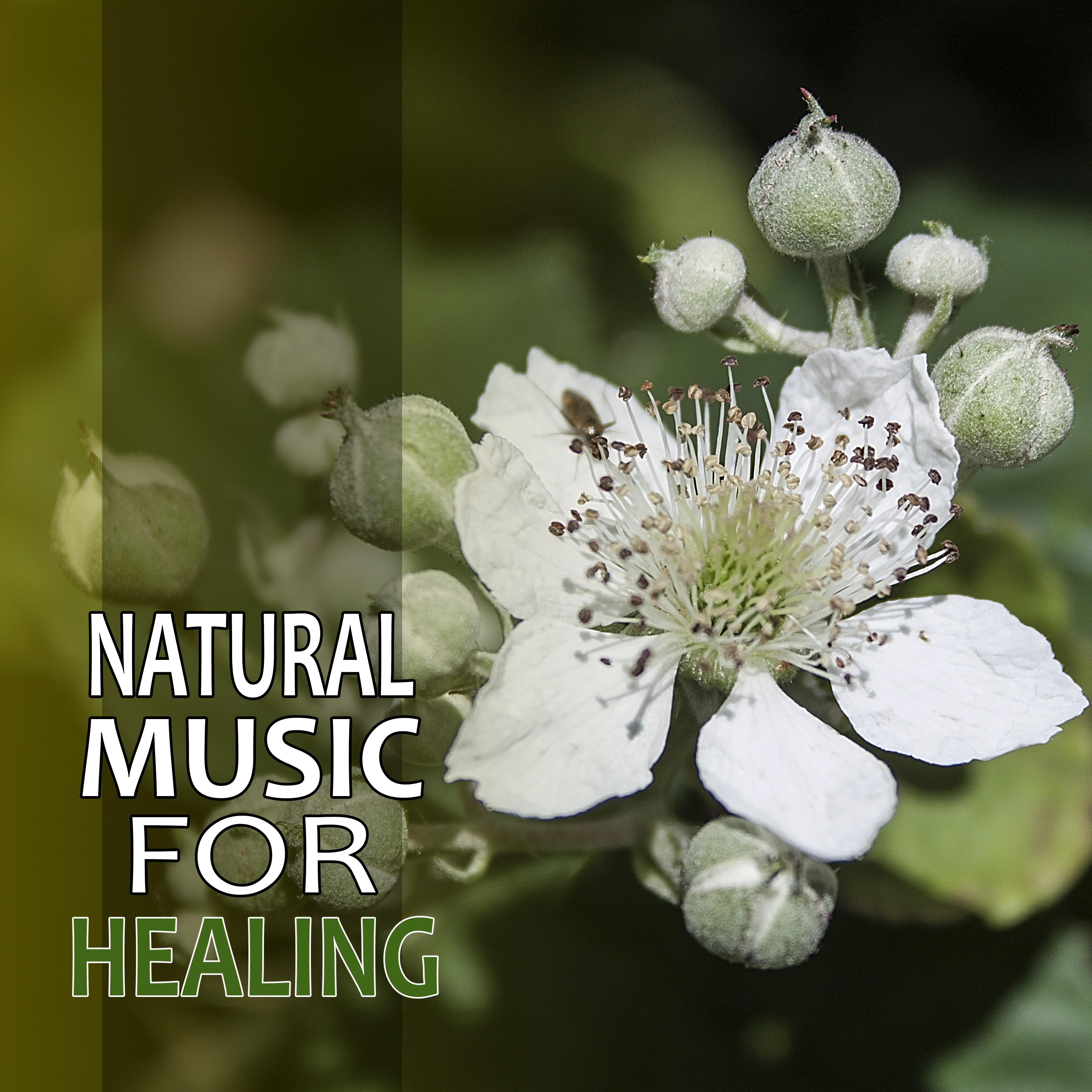Natural Music for Healing – New Age Calmness, Music to Help You Relax and Calm Your Mind, Healing Touch