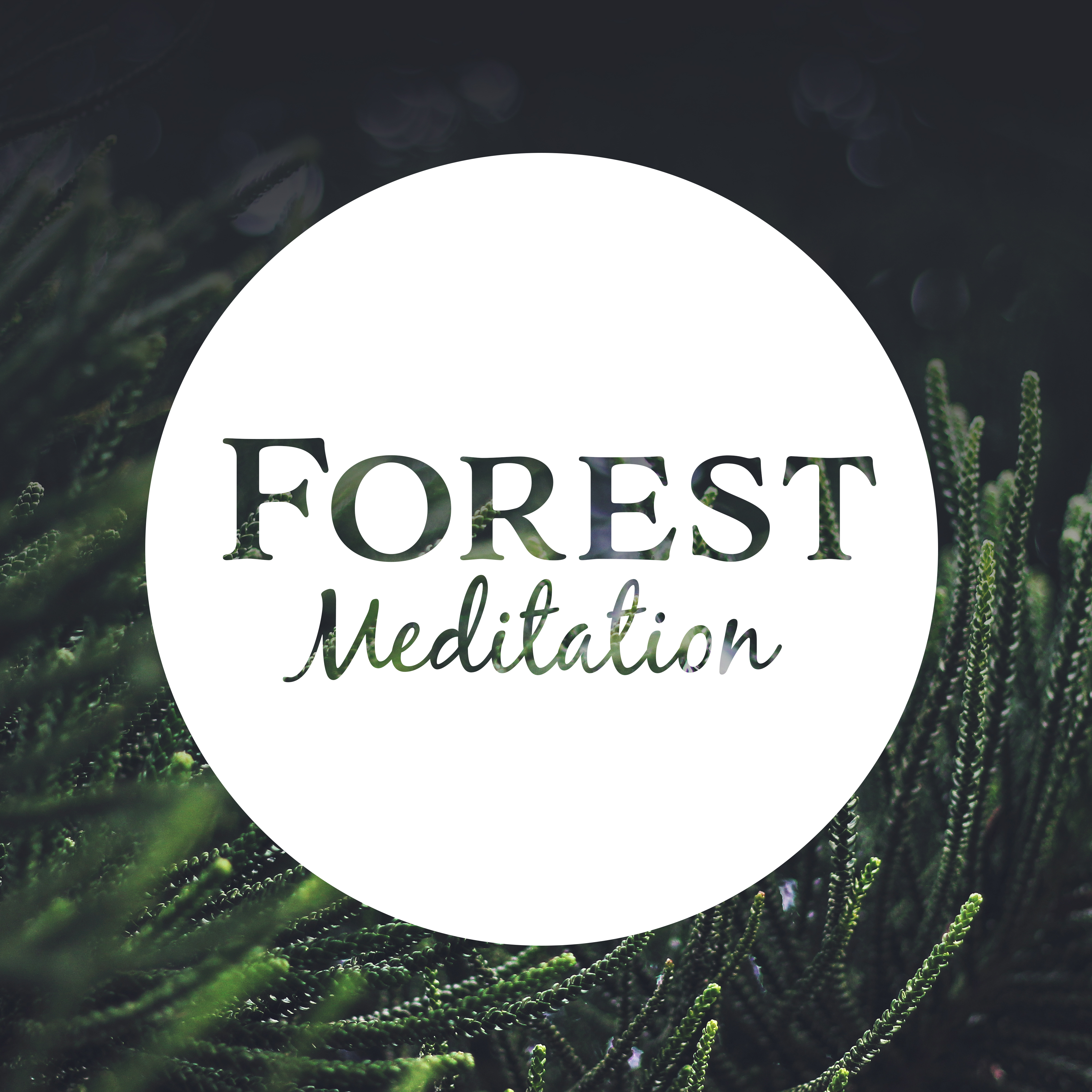 Forest Meditation – Sounds of Nature, Meditate in Peace, Mind Journey, Body Rest