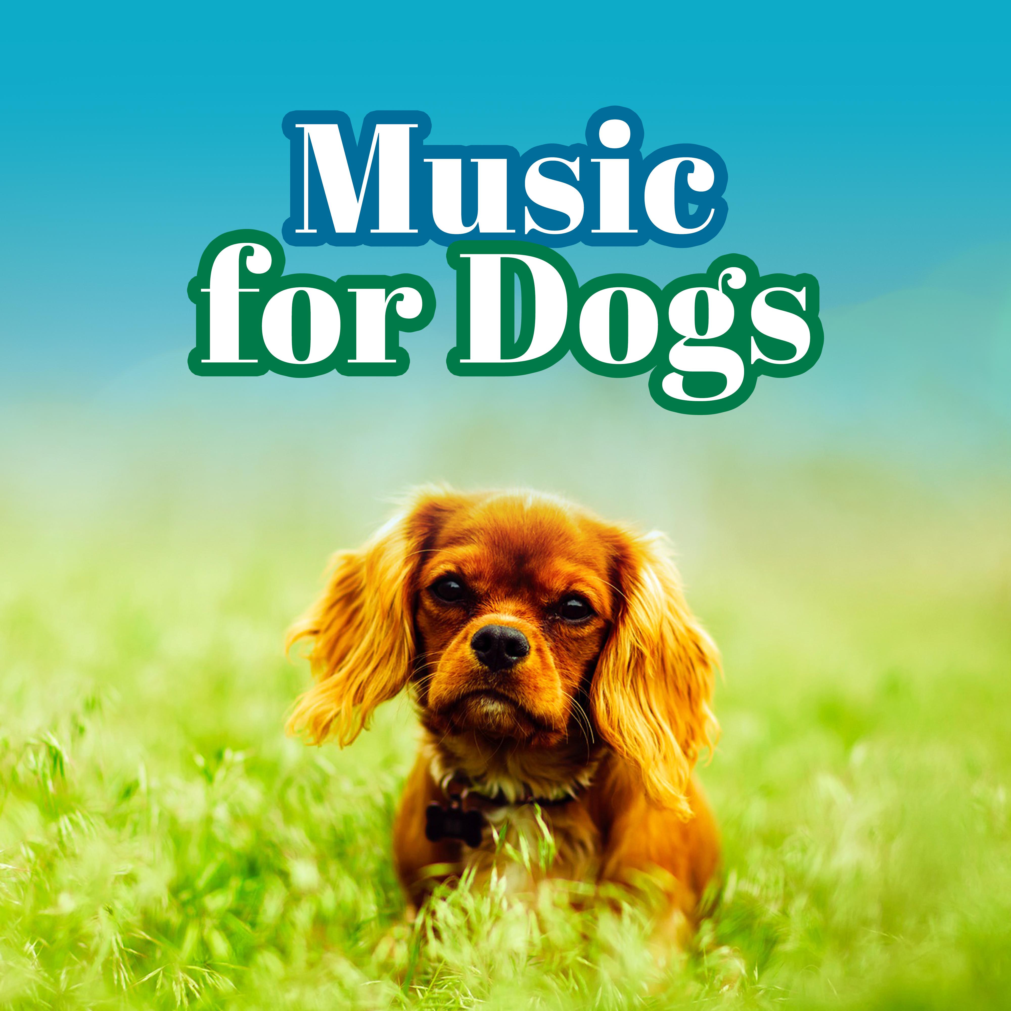 Music for Dogs – 15 Best Relaxing Songs for Pets, Piano Dog Music, Pet Therapy, Sleeping Music for Pets