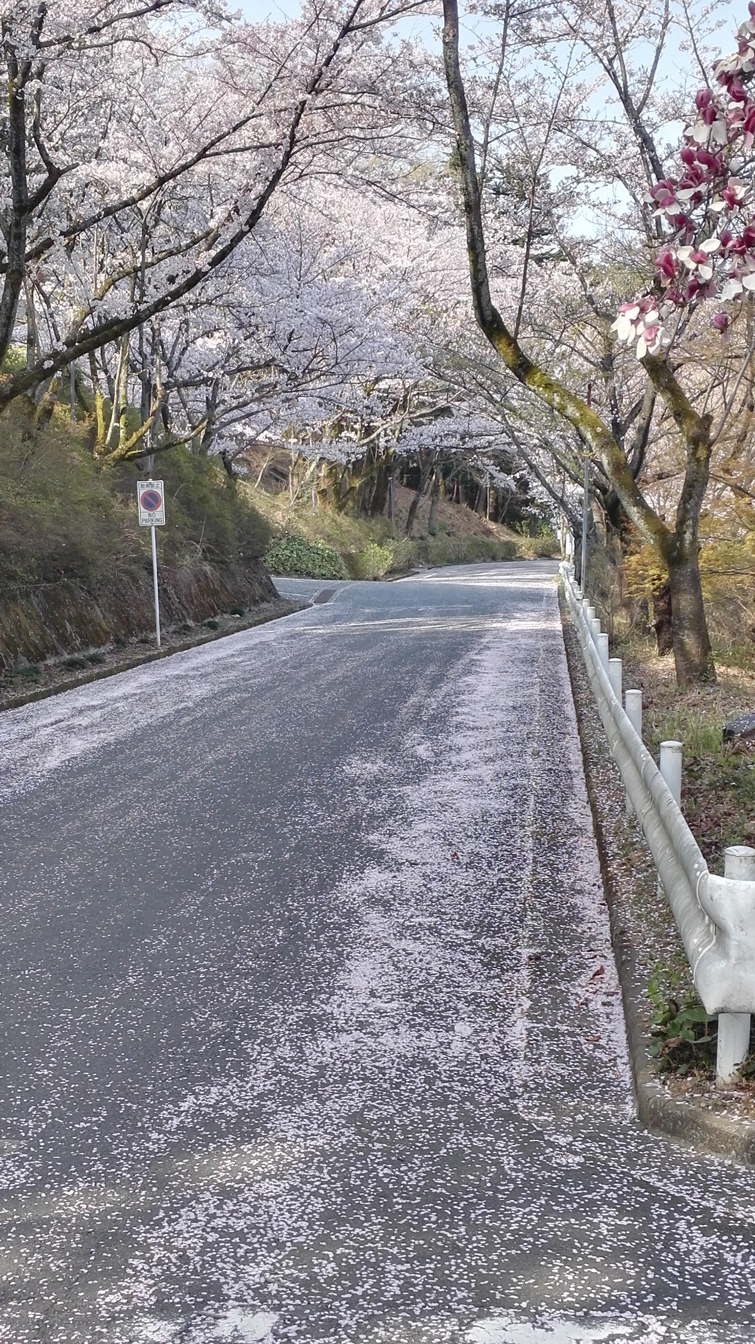 春雪