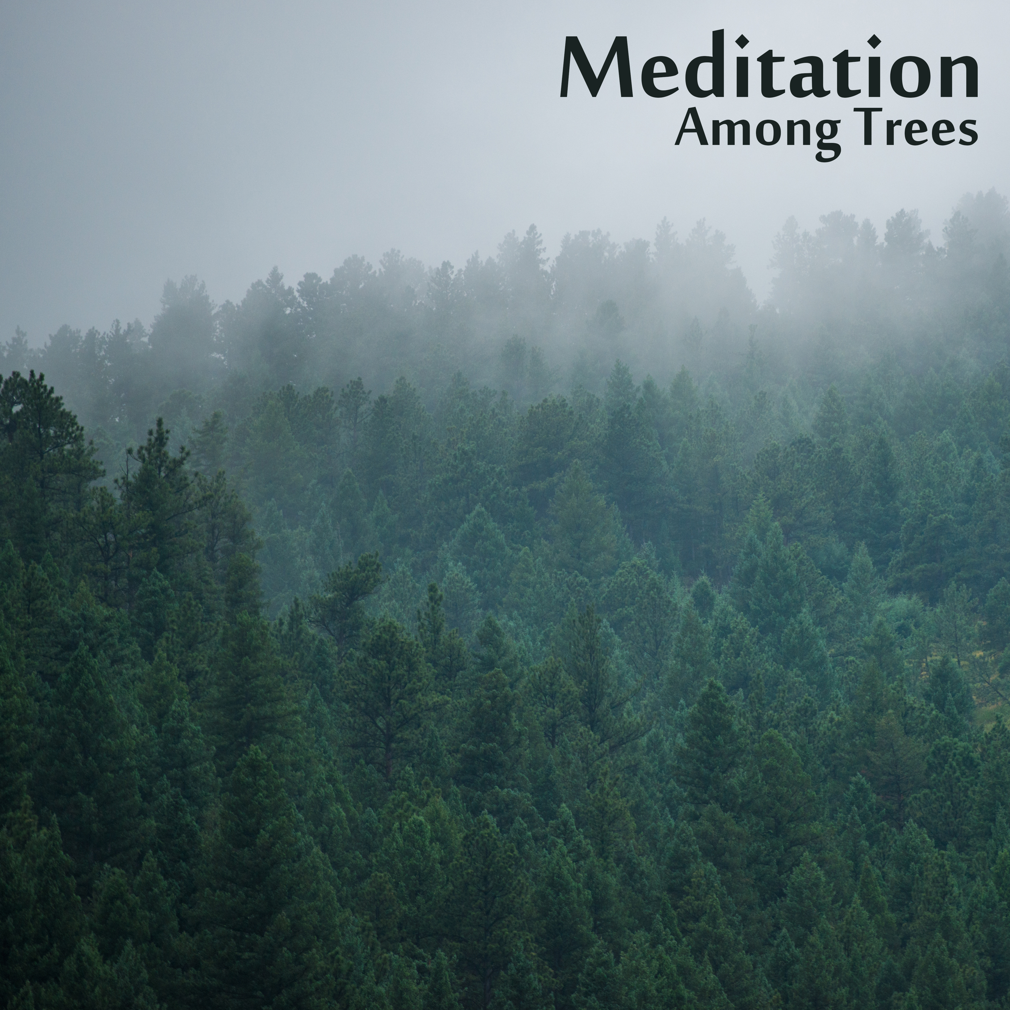 Meditation Among Trees