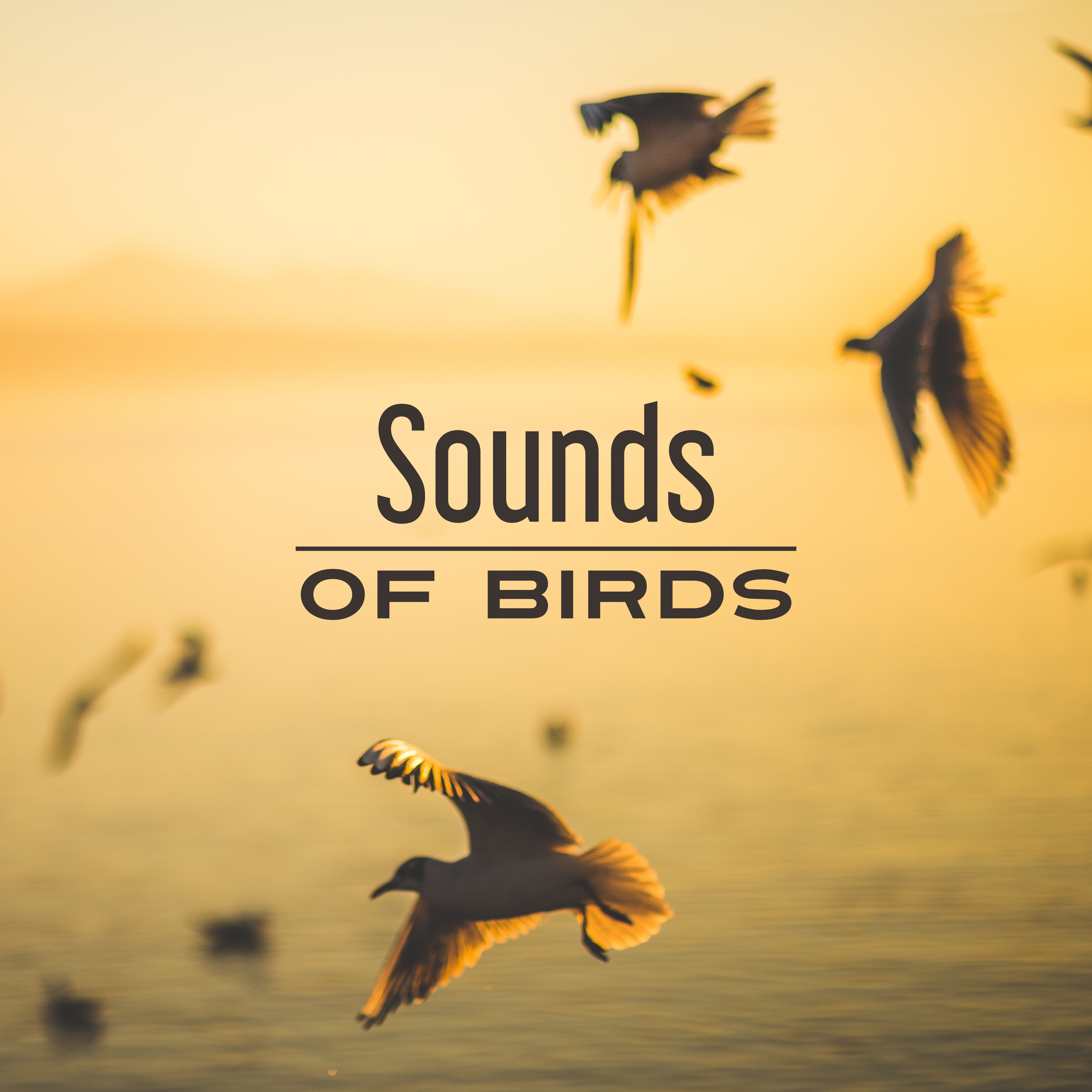 Sounds of Birds – Relaxing Therapy for Mind, Deep Sleep, Peaceful Music, Rest, Calmness, Relaxation, Harmony, Nature Sounds