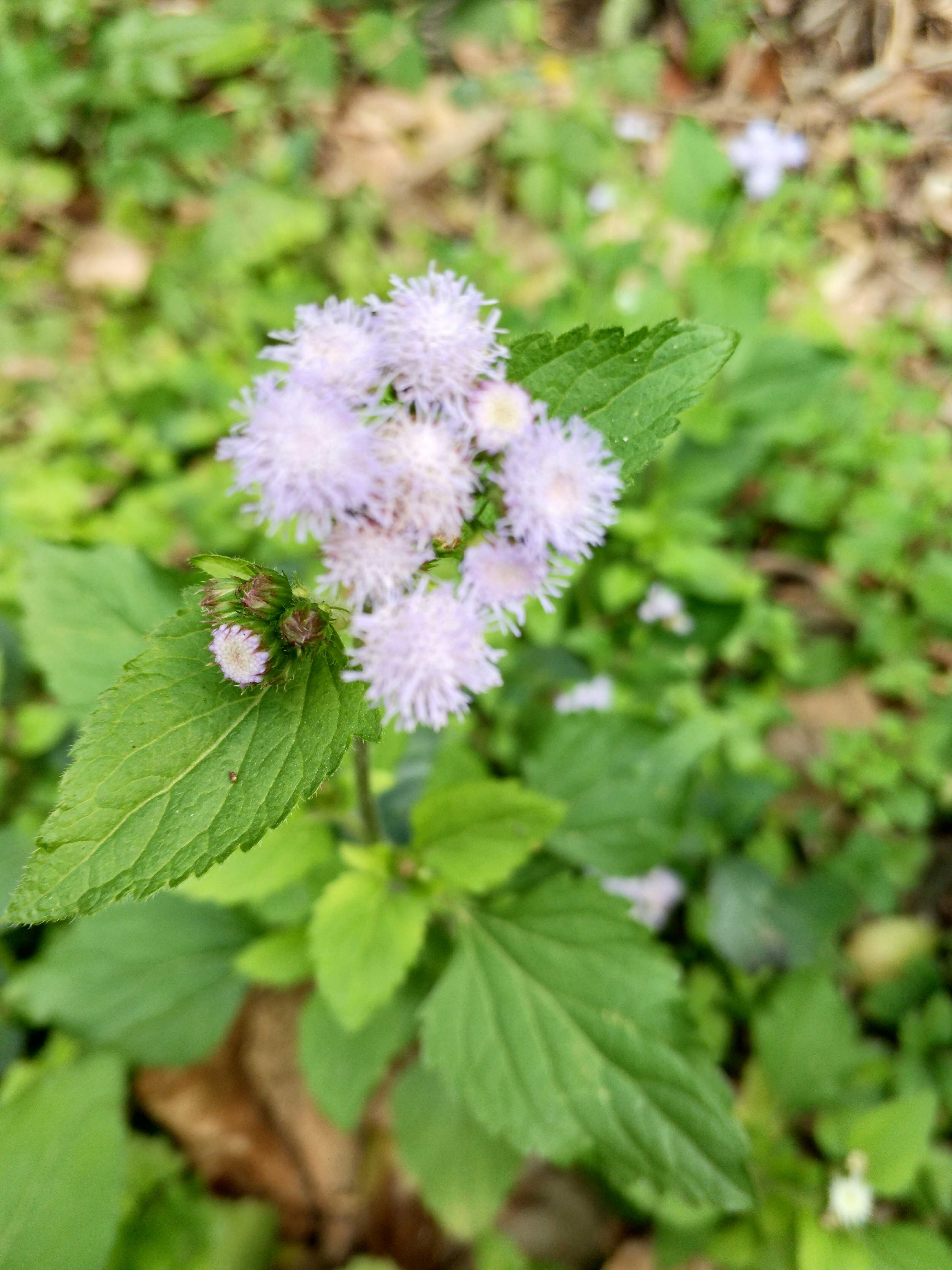 最美丽的花