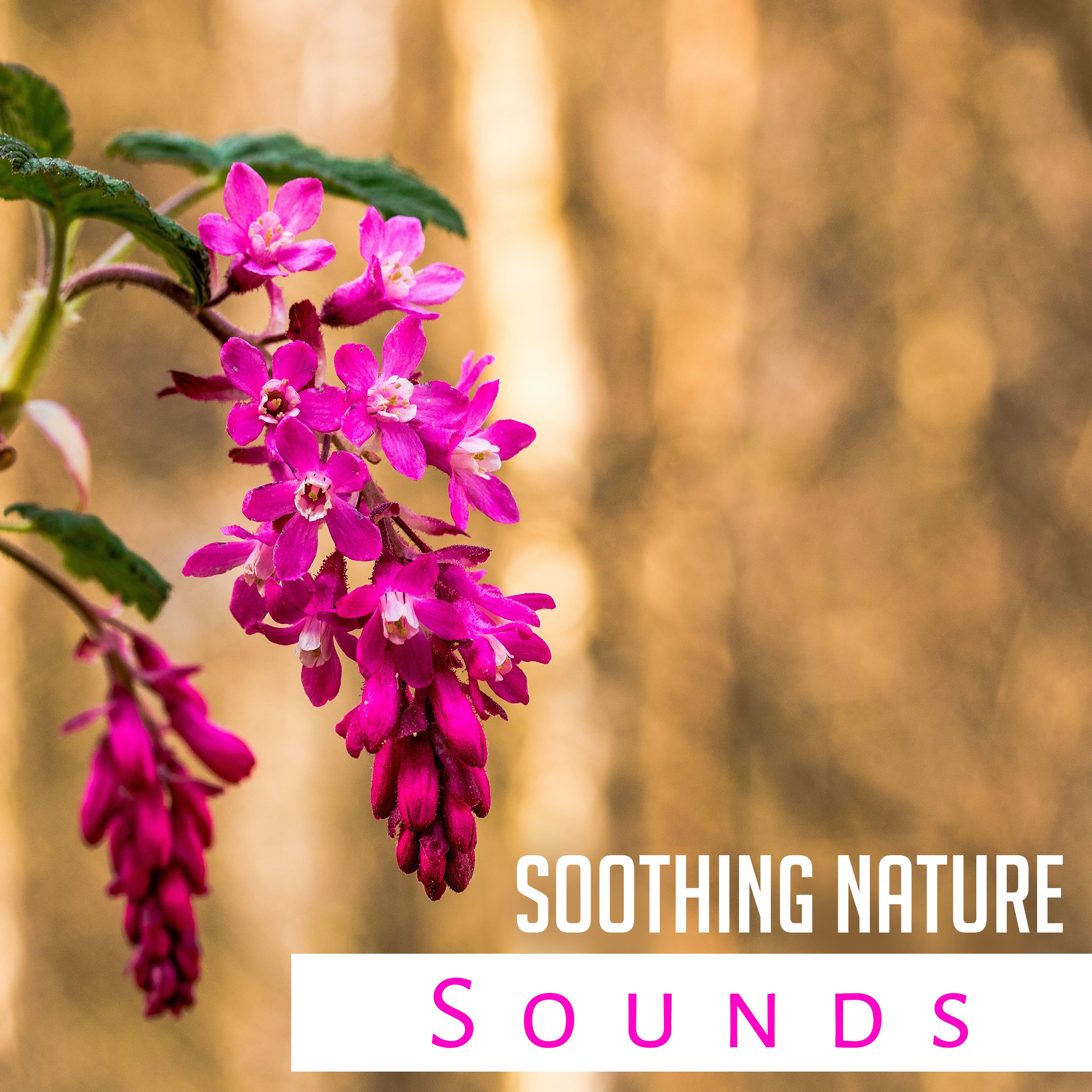 Soothing Nature Sounds – Soft Rain, Deep Relief, Serenity Music for Relaxation, Sounds of Water, Delicate Guitar, Zen