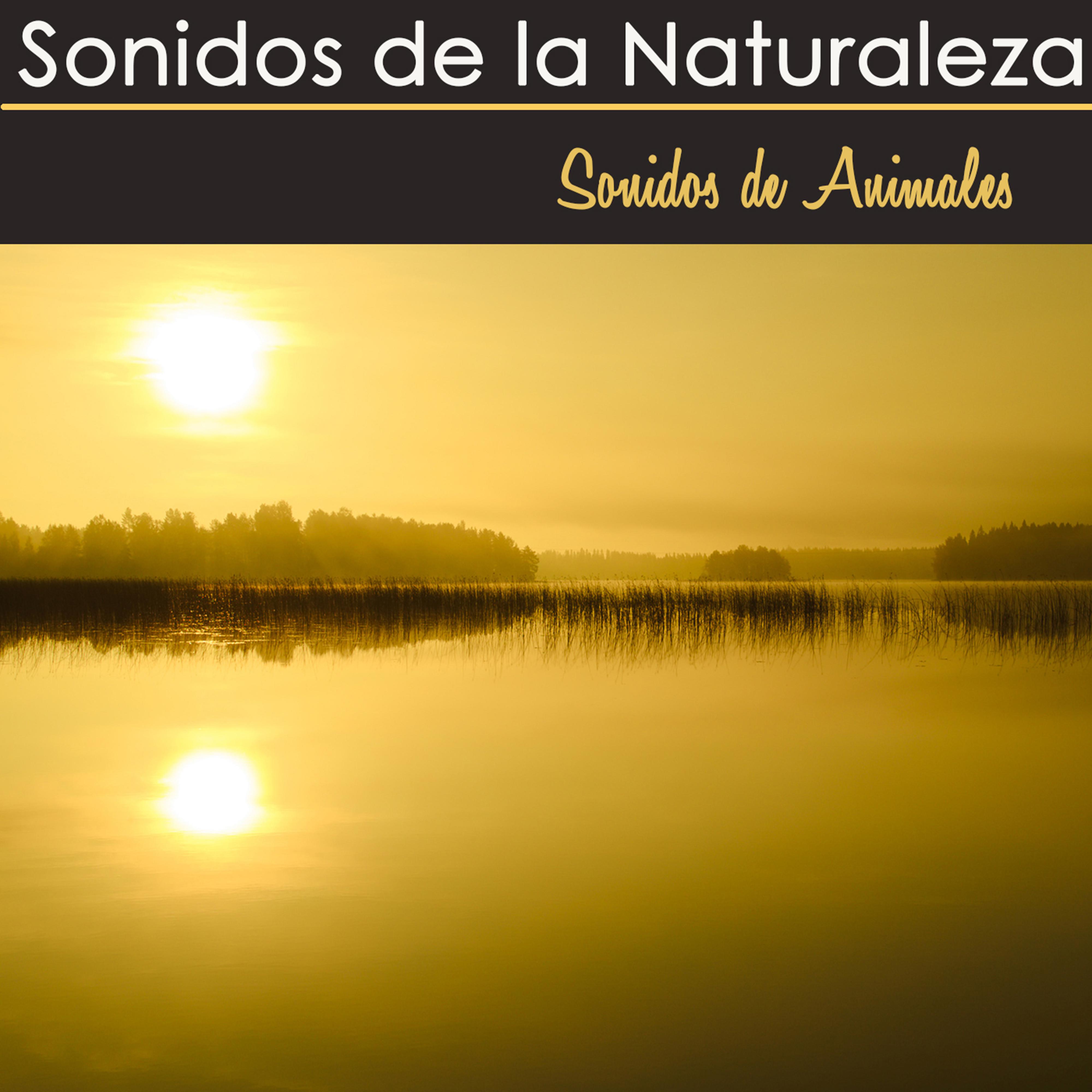 Sonidos de la Naturaleza – Sonido de Animales, Musica Relajante con Aves, Delfines y Grillos