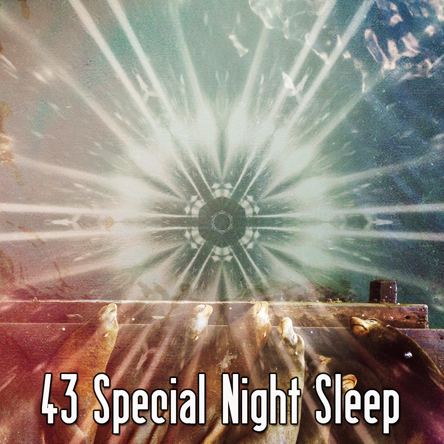 43 Special Night Sleep