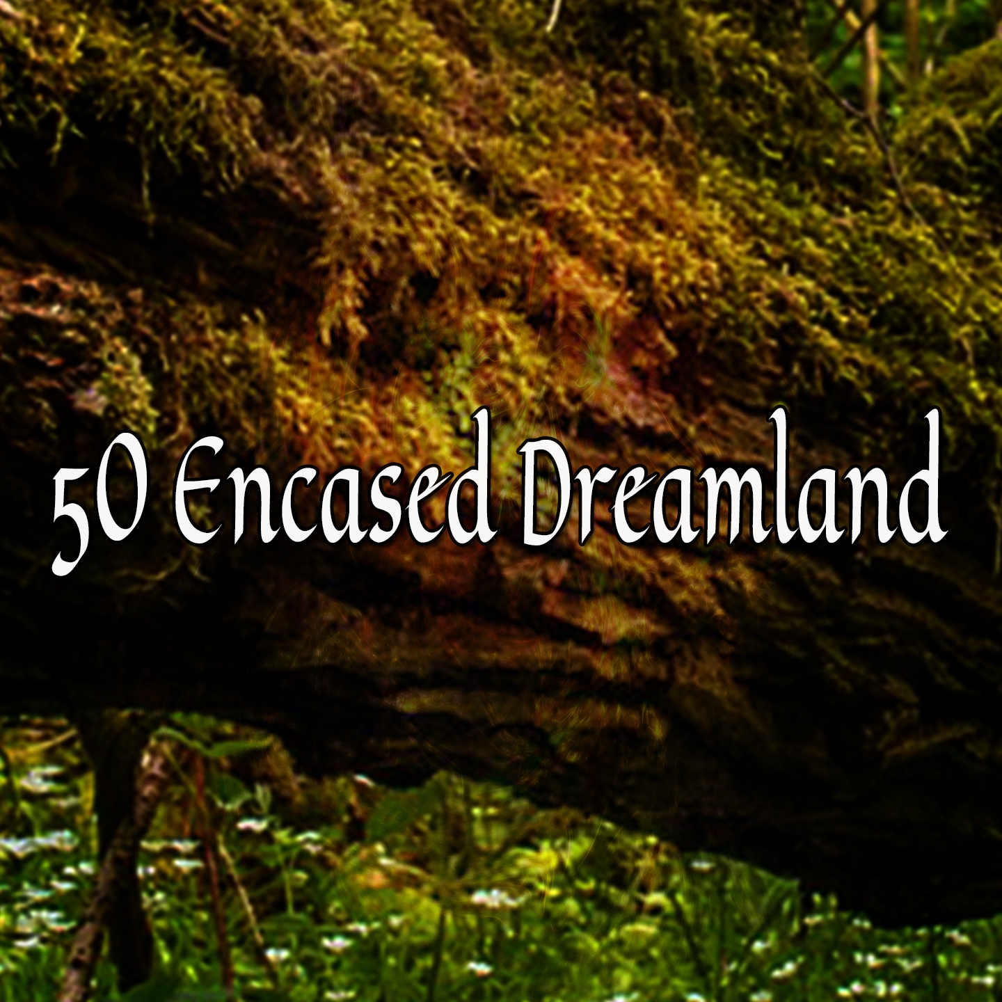 50 Encased Dreamland