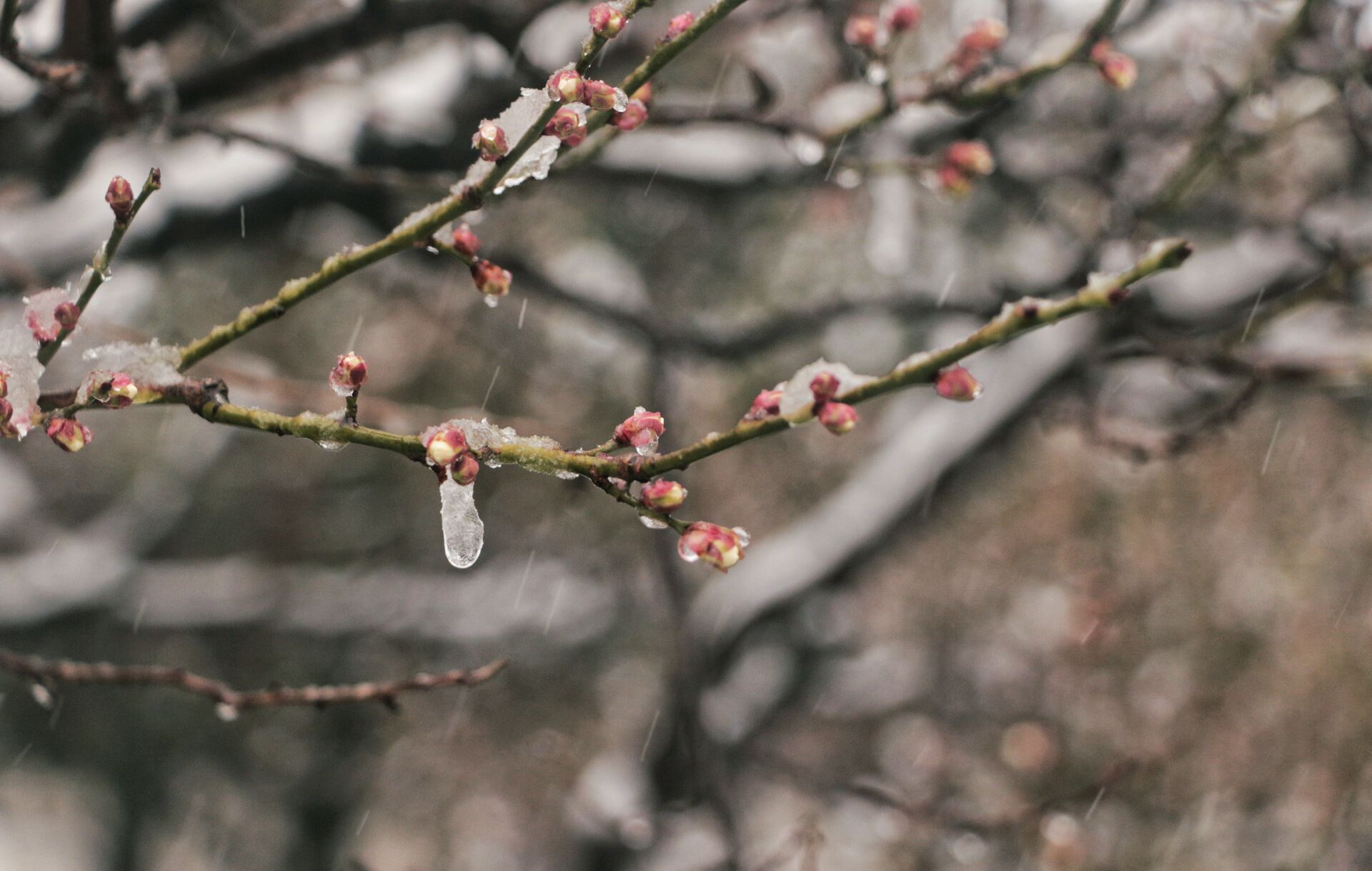 春暖无人归