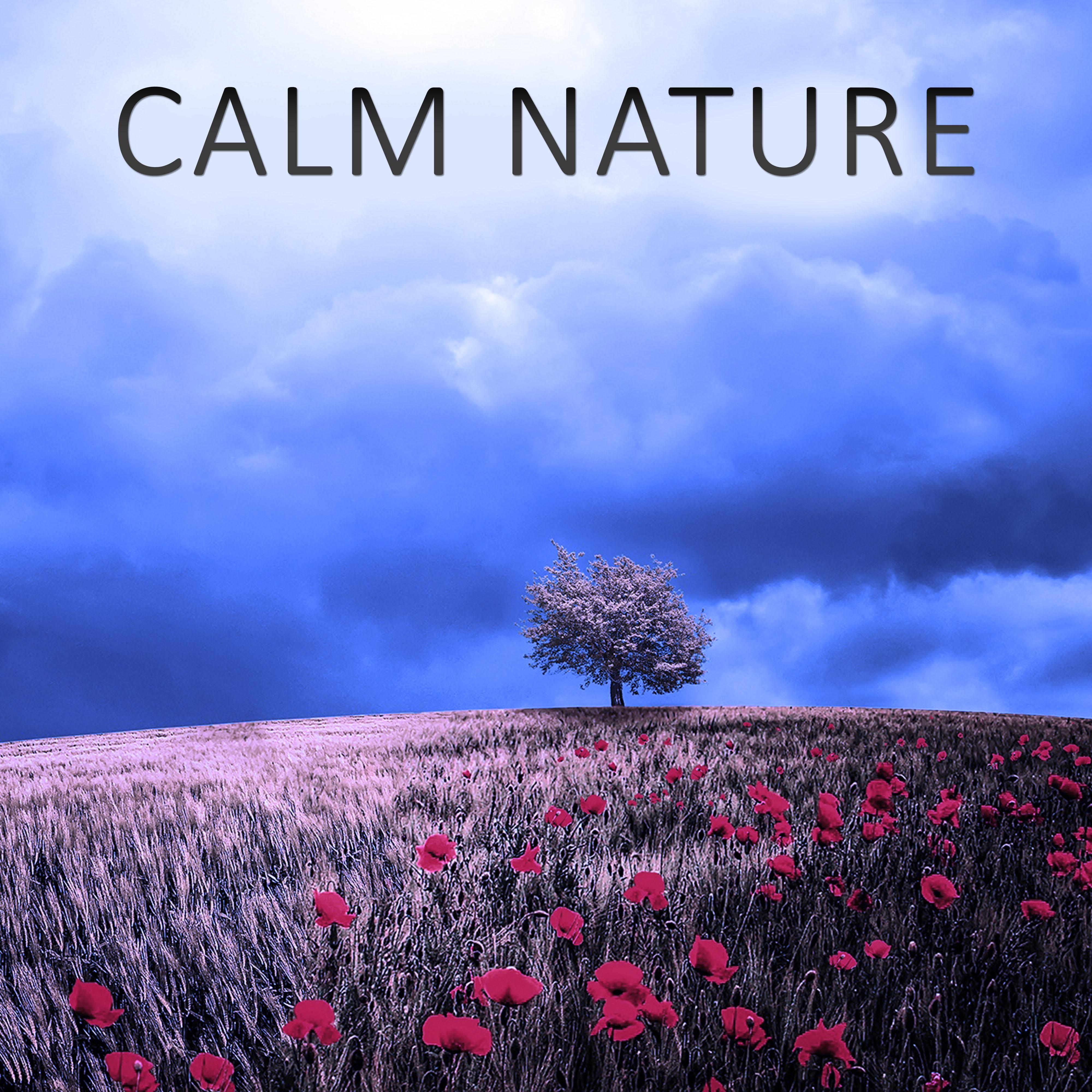 Calm Nature – Ocean, Sounds of Nature, Relaxation, Birds, Calm Music, Soft Nature