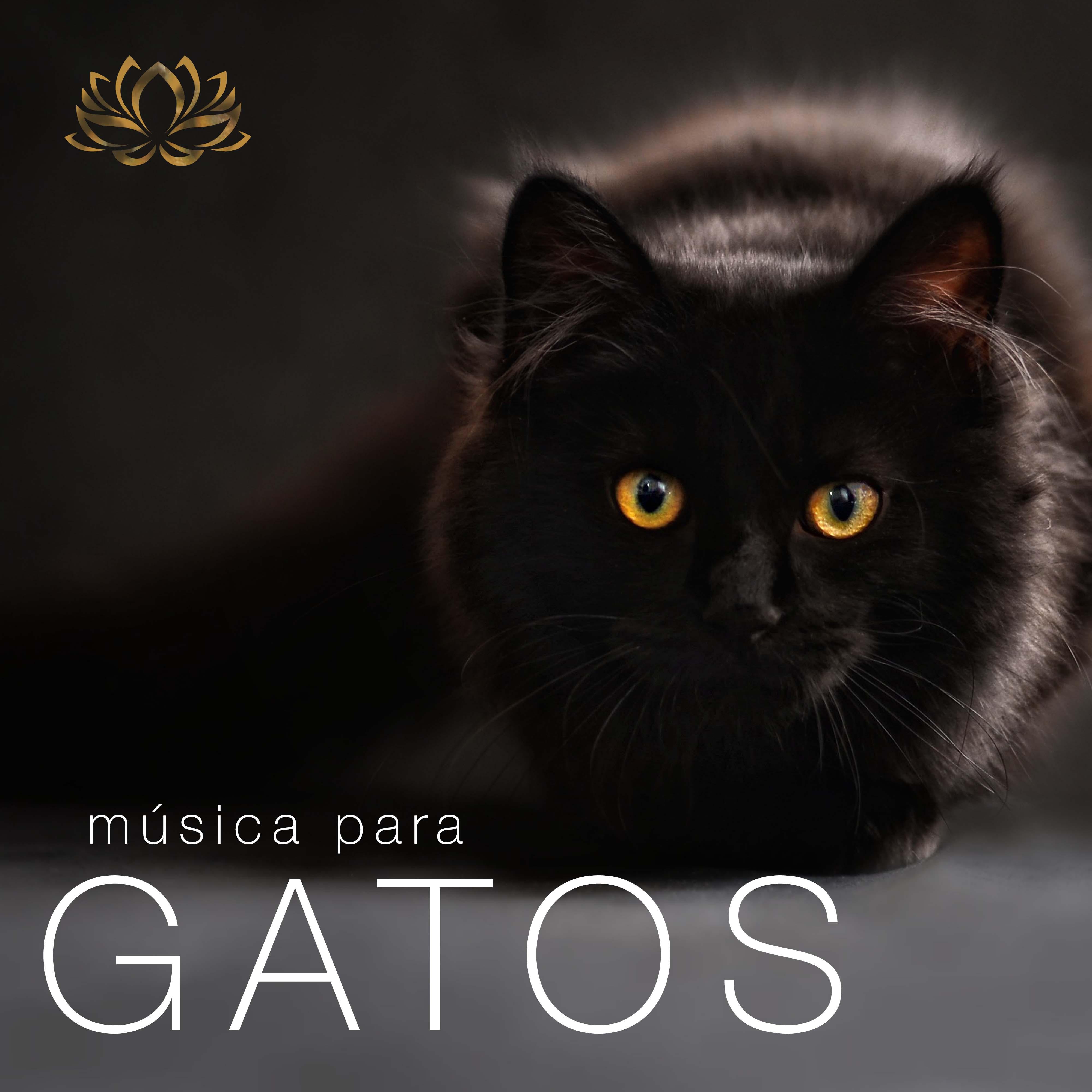 Musica para Gatos