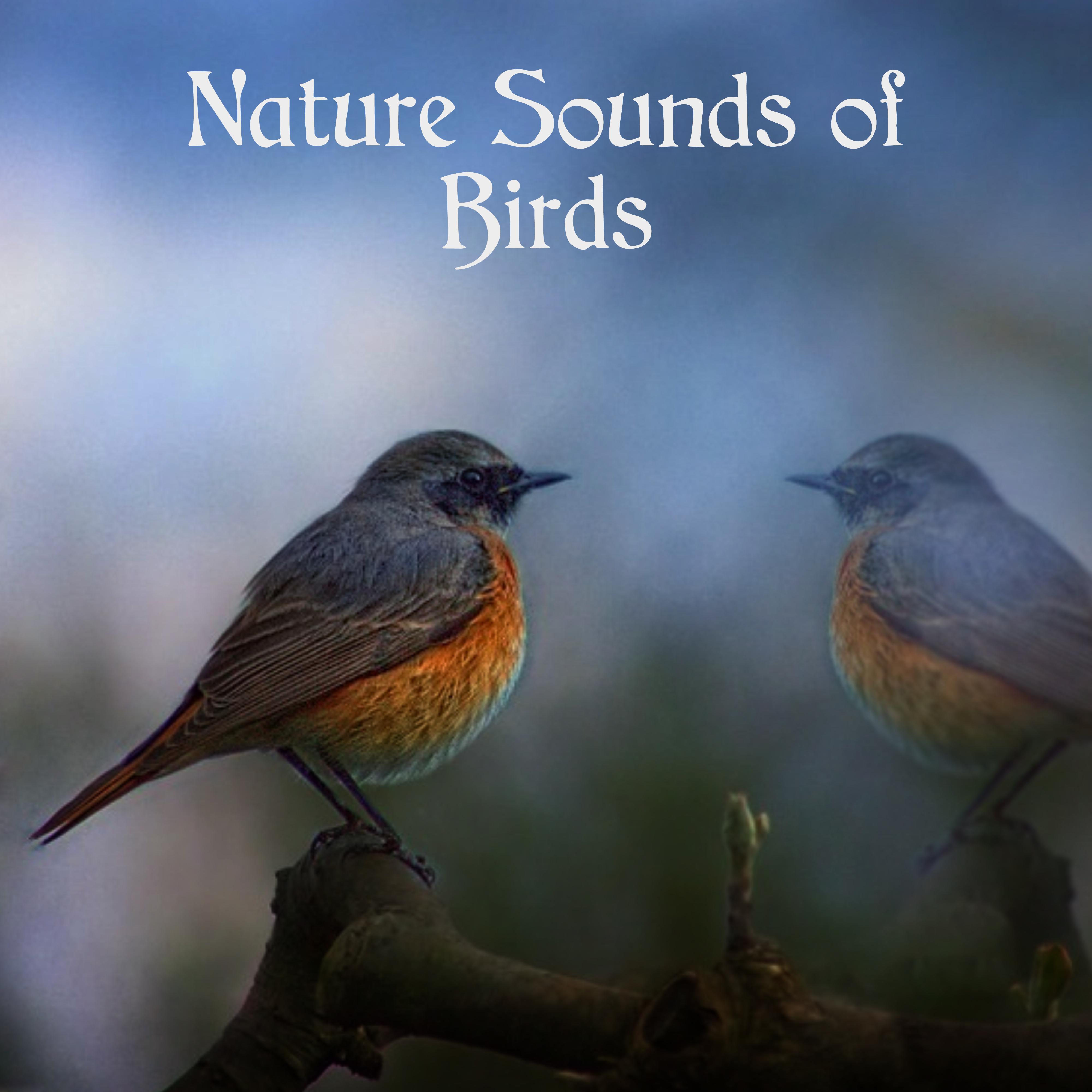 Nature Sounds of Birds – Calming New Age Music, Birds Songs, Nature Relaxation, Chilled Music