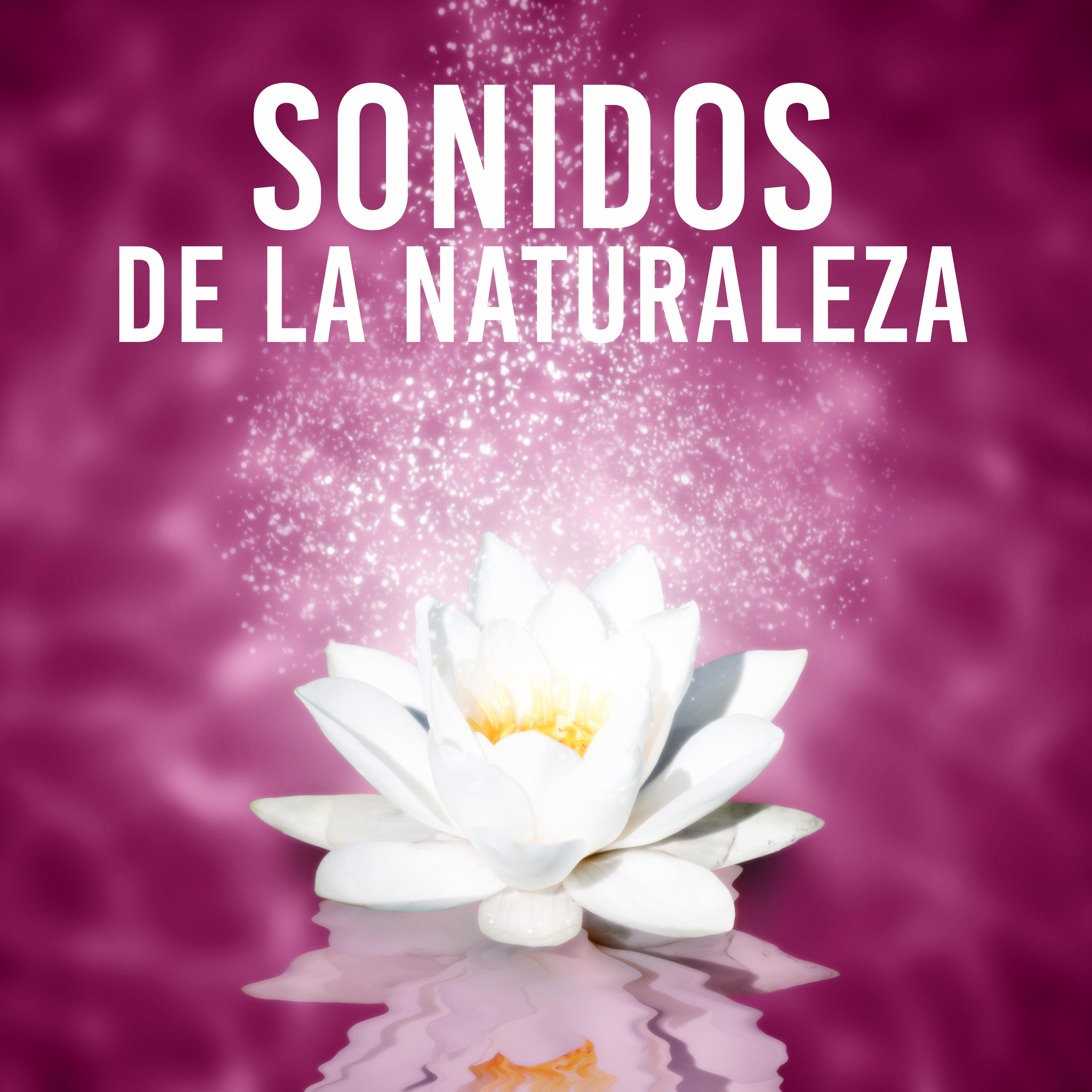 Sonidos de La Naturaleza – Armonía, Goodness, Kindness, Honesty, Asiático, Japonés, Feng Shui, Equilibrio