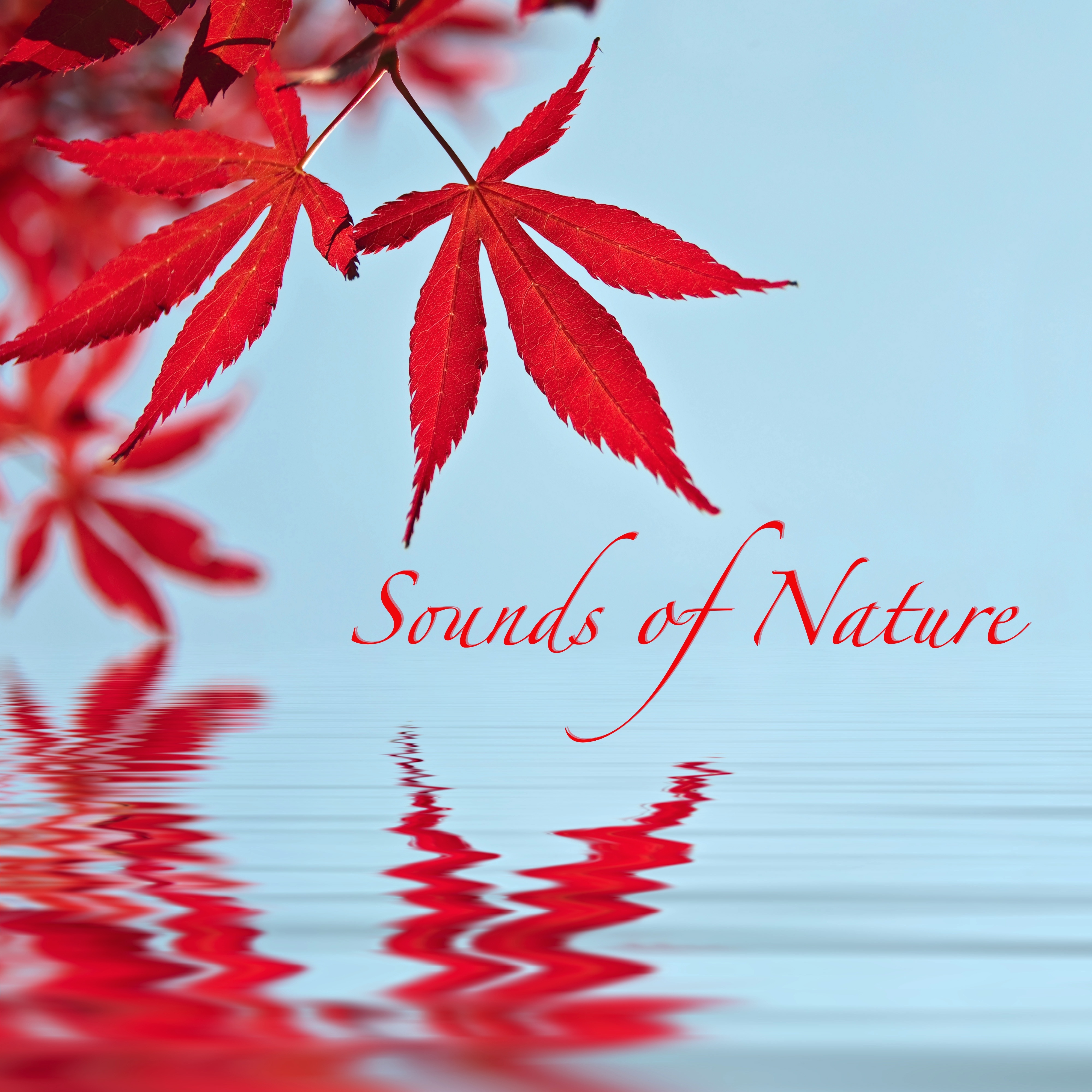 Sounds of Nature Meditation Techniques for a Deeper Sleep