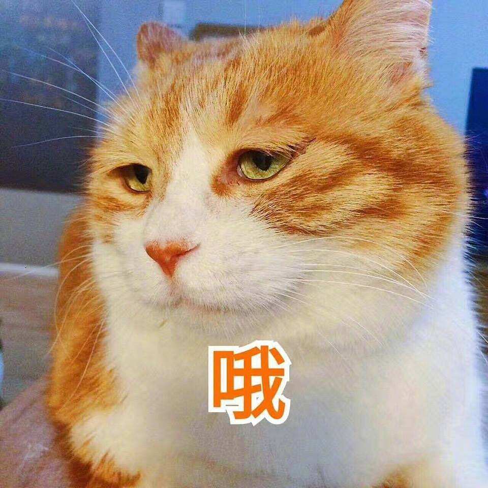 一地猫毛