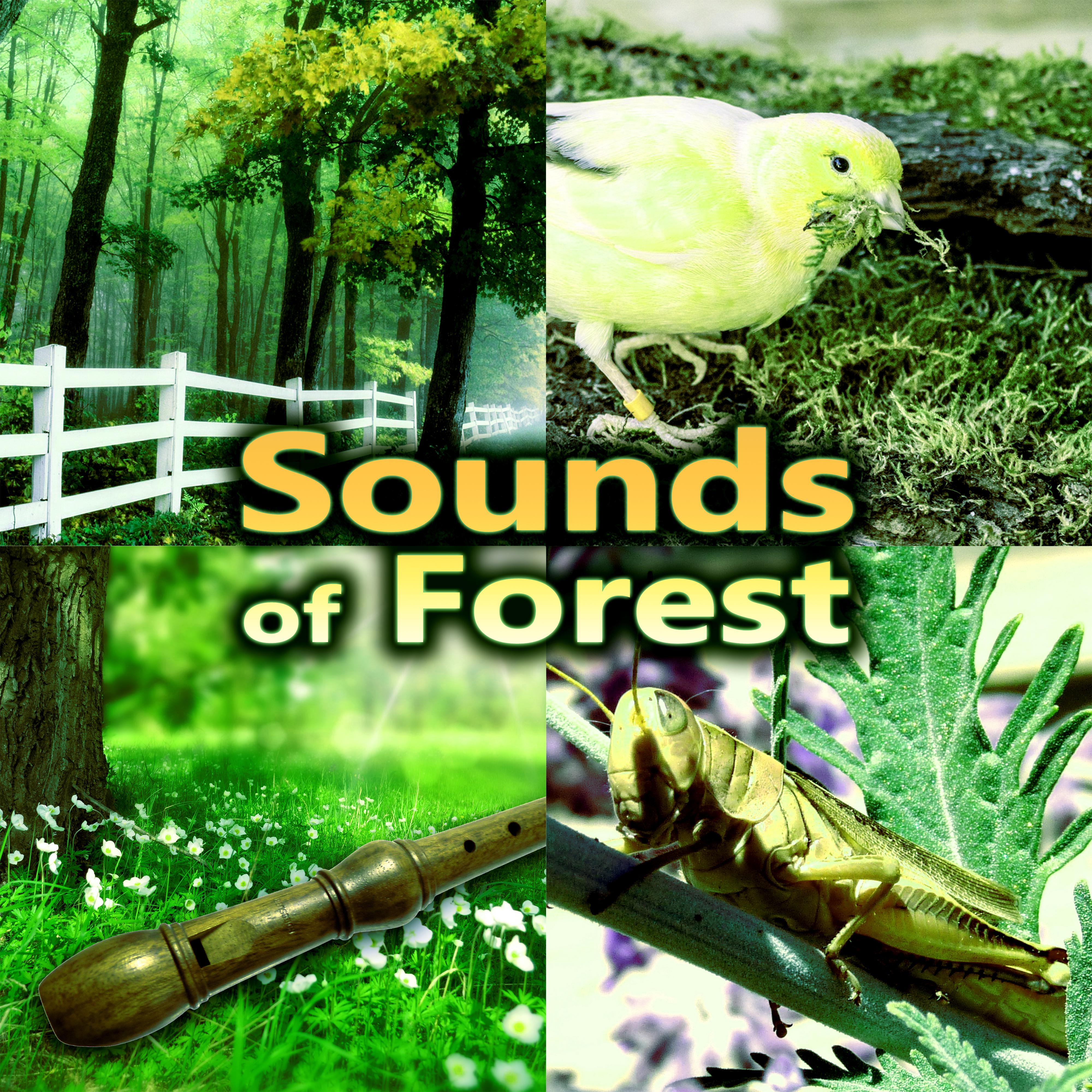 Sounds of Forest