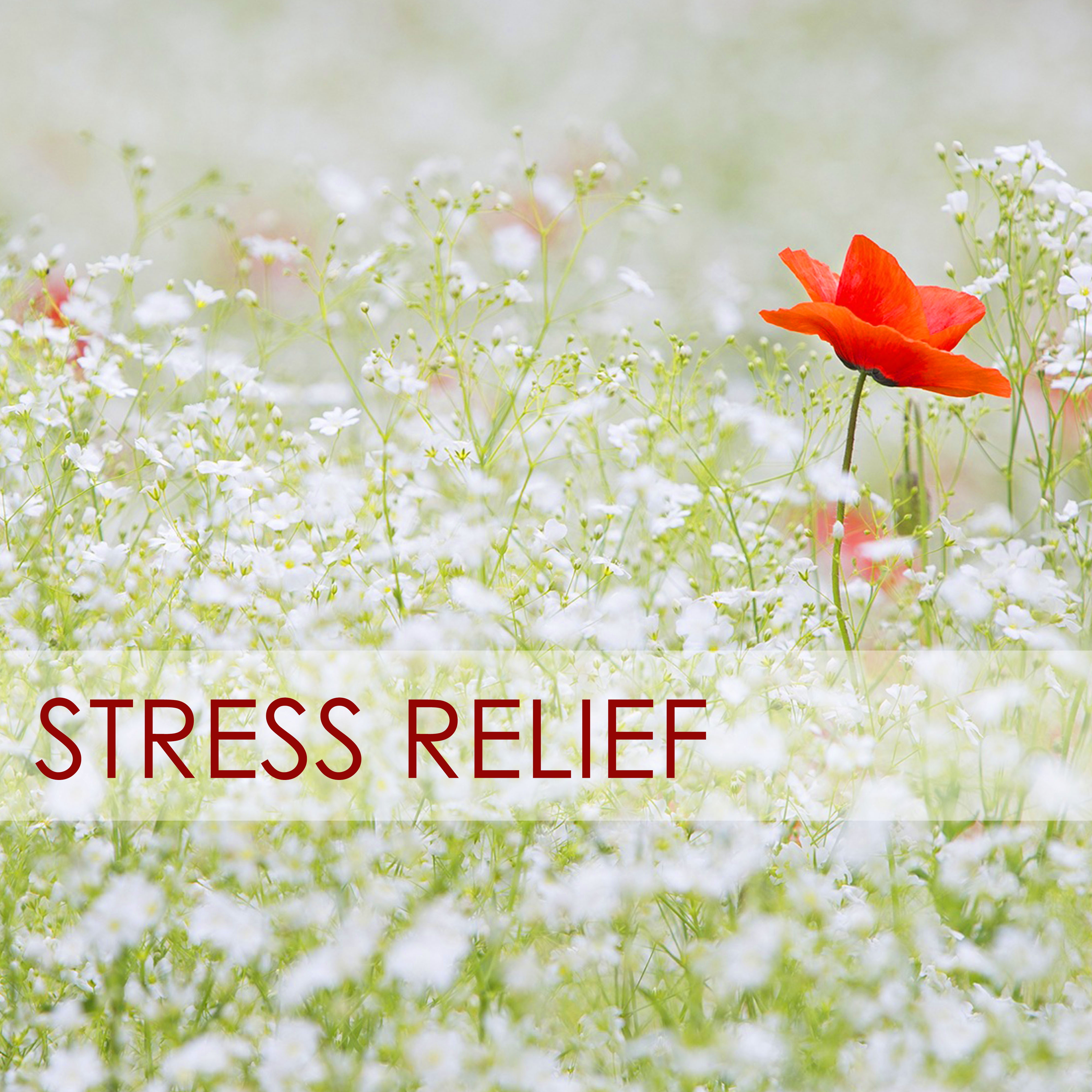 Stress Relief - Calming Your Anxious Mind with Sounds of Nature Music