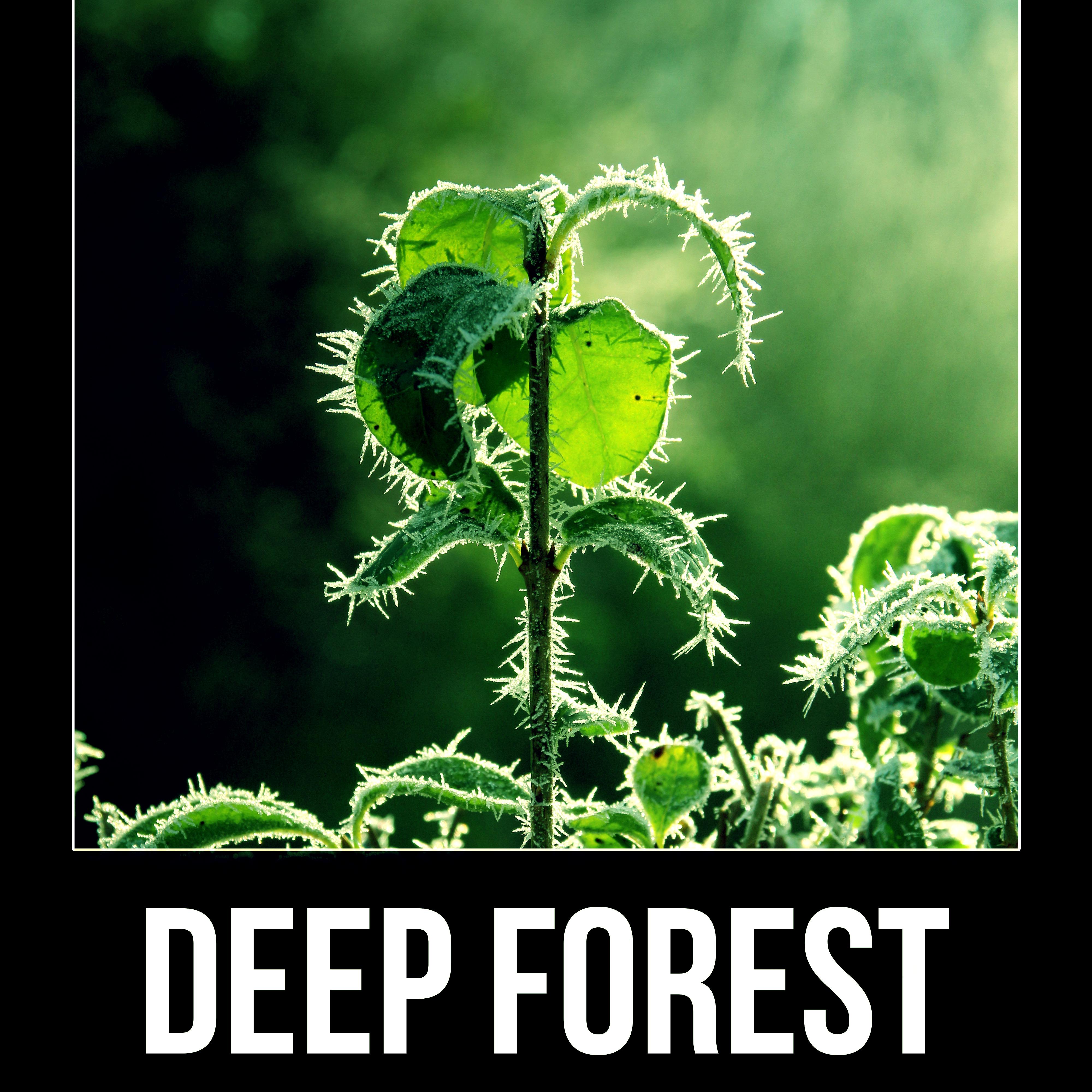 Deep Forest - Relax & New Age Music, Instrumental Music with Nature Sounds for Massage Therapy & Intimate Moments, Amazing Home Spa, Insomnia Therapy