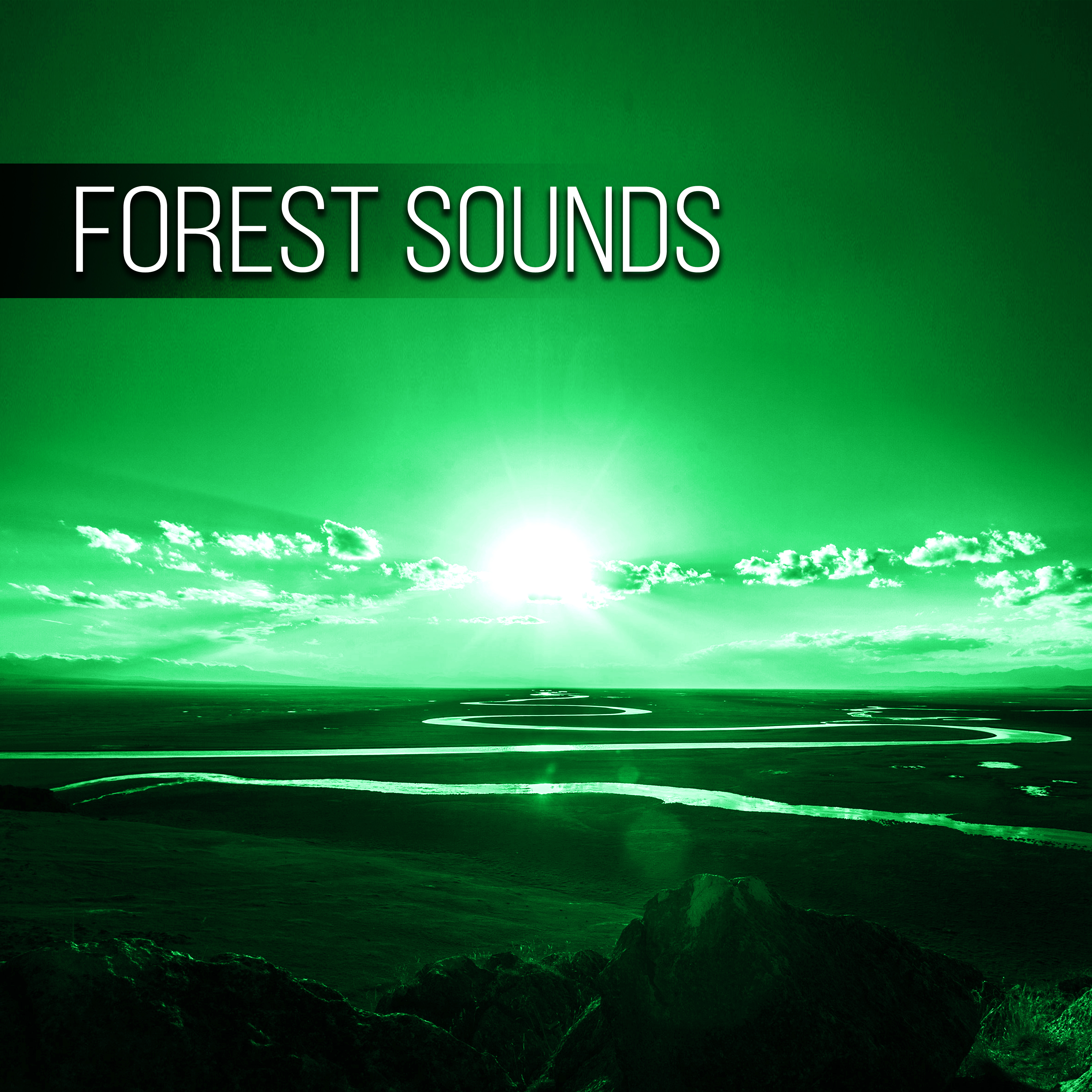 Forest Sounds - Music and Pure Nature Sounds for Stress Relief, Amazing Sounds for Walking, Chill Out Walking Music