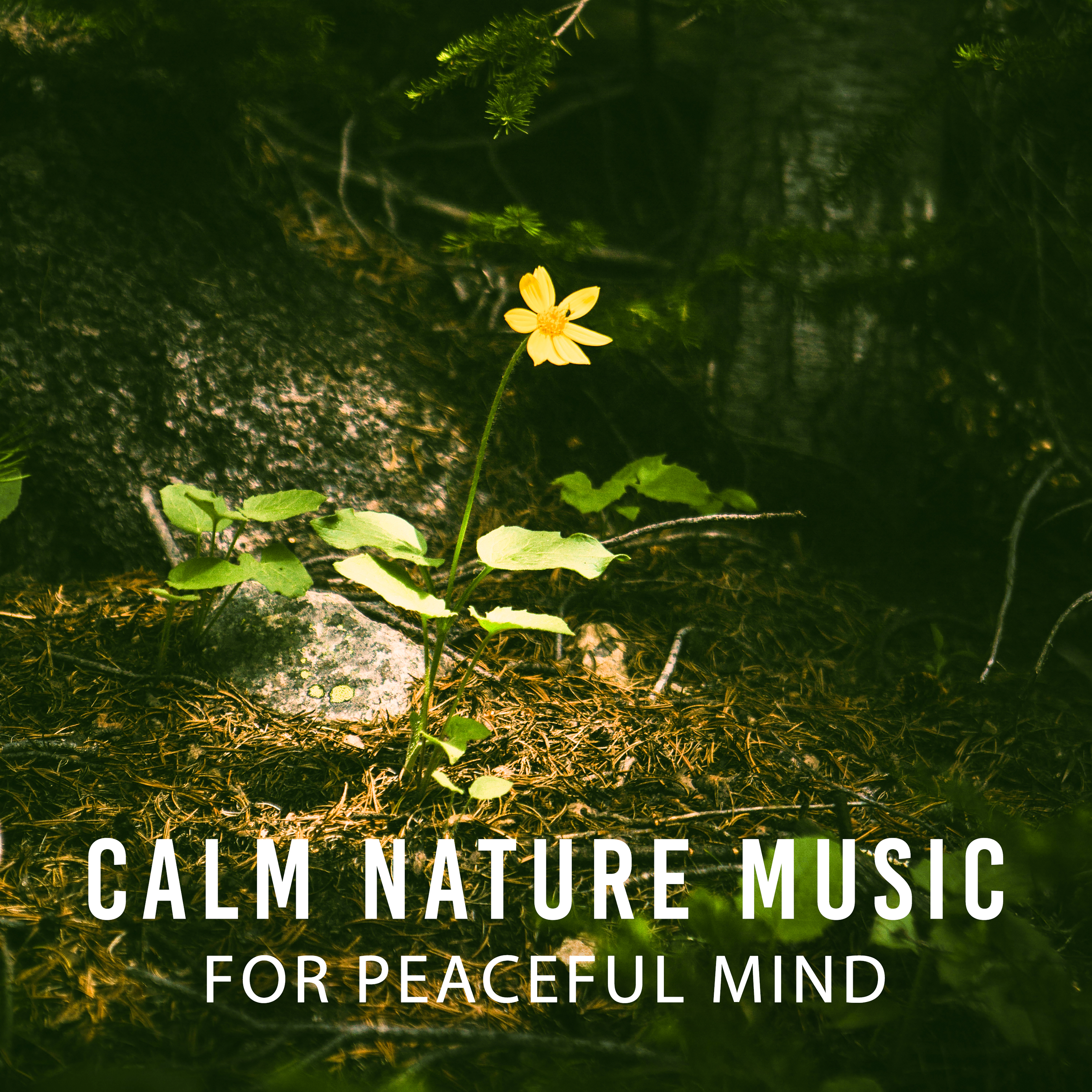 Calm Nature Music for Peaceful Mind – Rest with Nature Sounds, Music to Relax, Inner Harmony, Spirit Journey