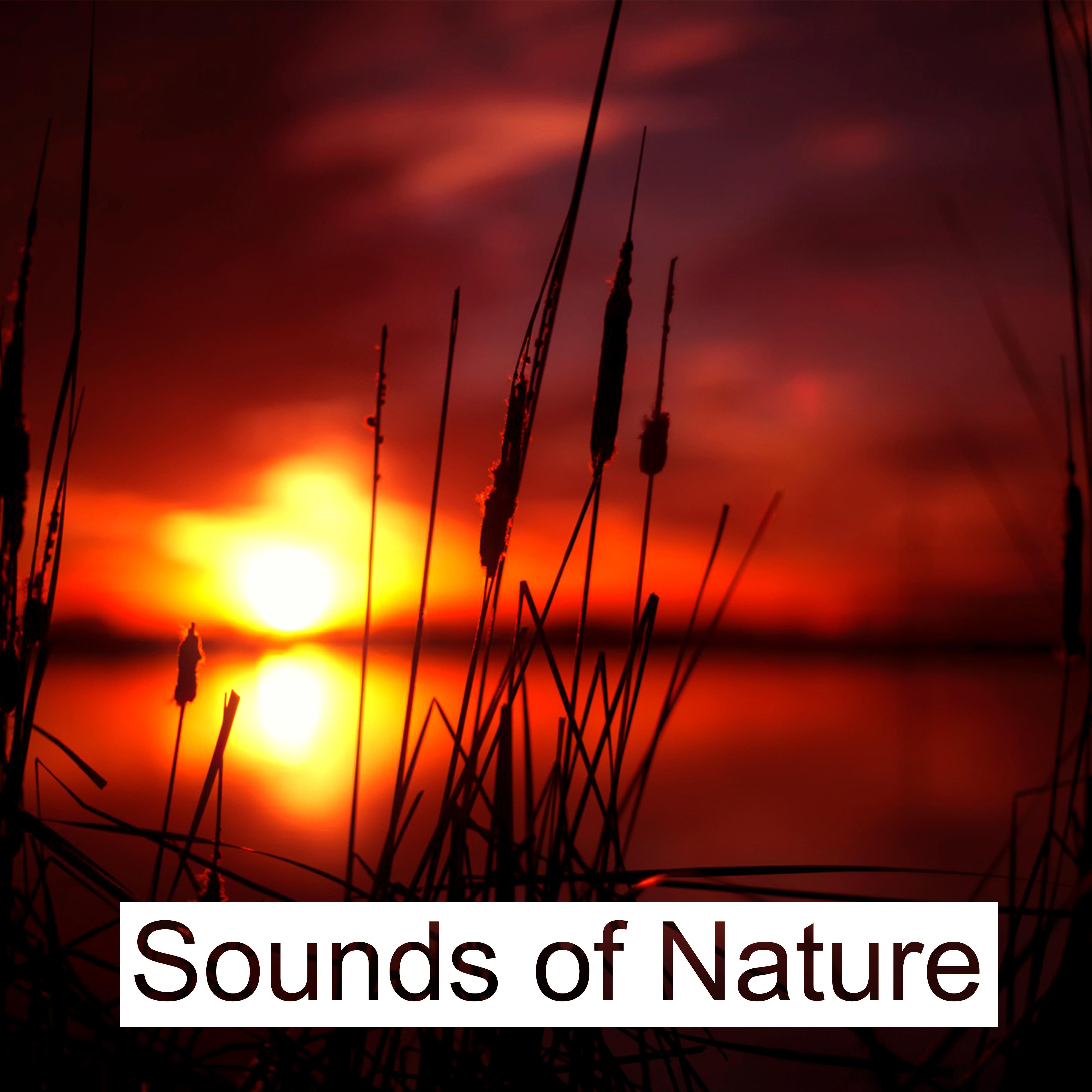 Sounds of Nature – Relaxing Waves for Pure Mind, Deep Sleep, Sea Sounds