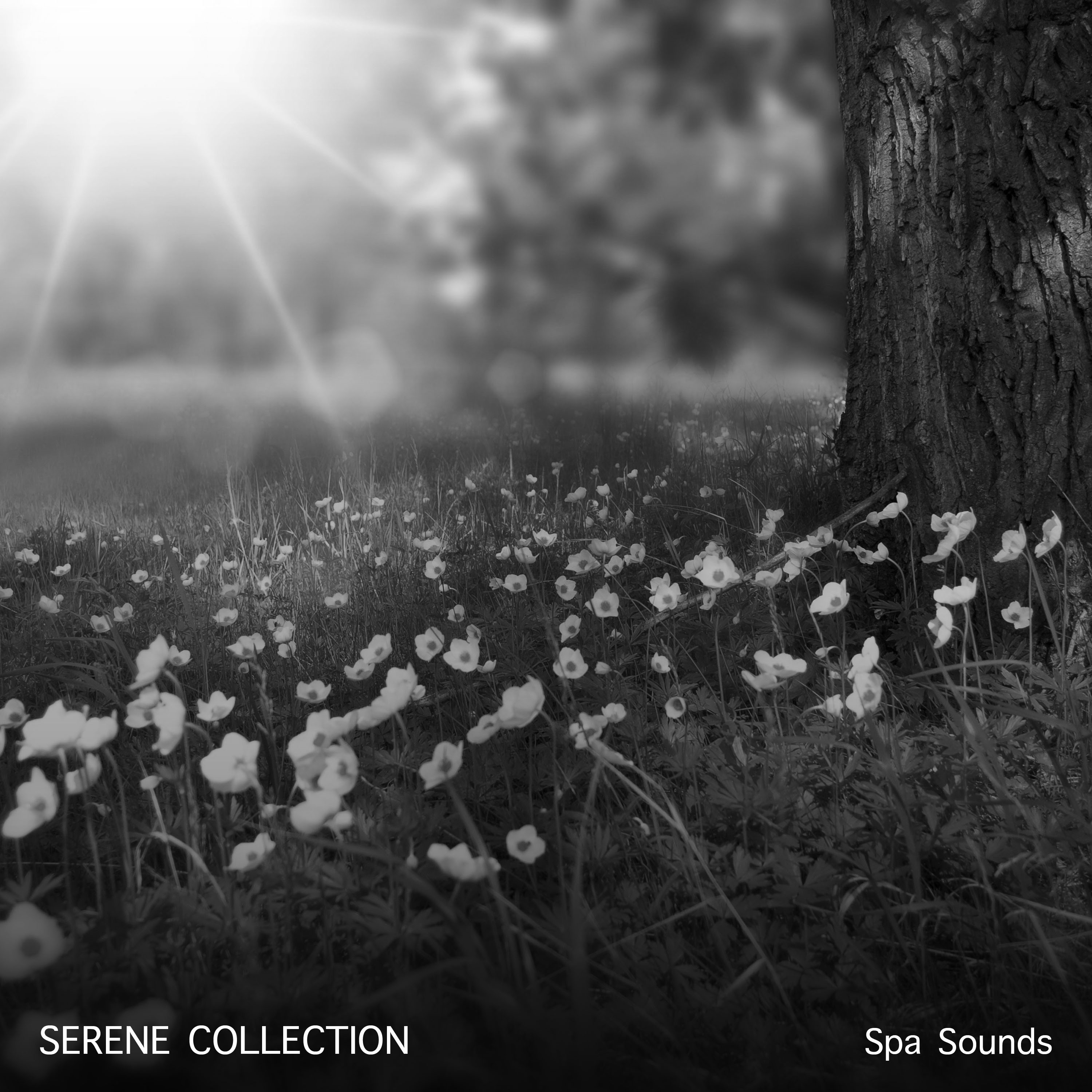 17 Serene, Ambient Collections of Spa Sounds
