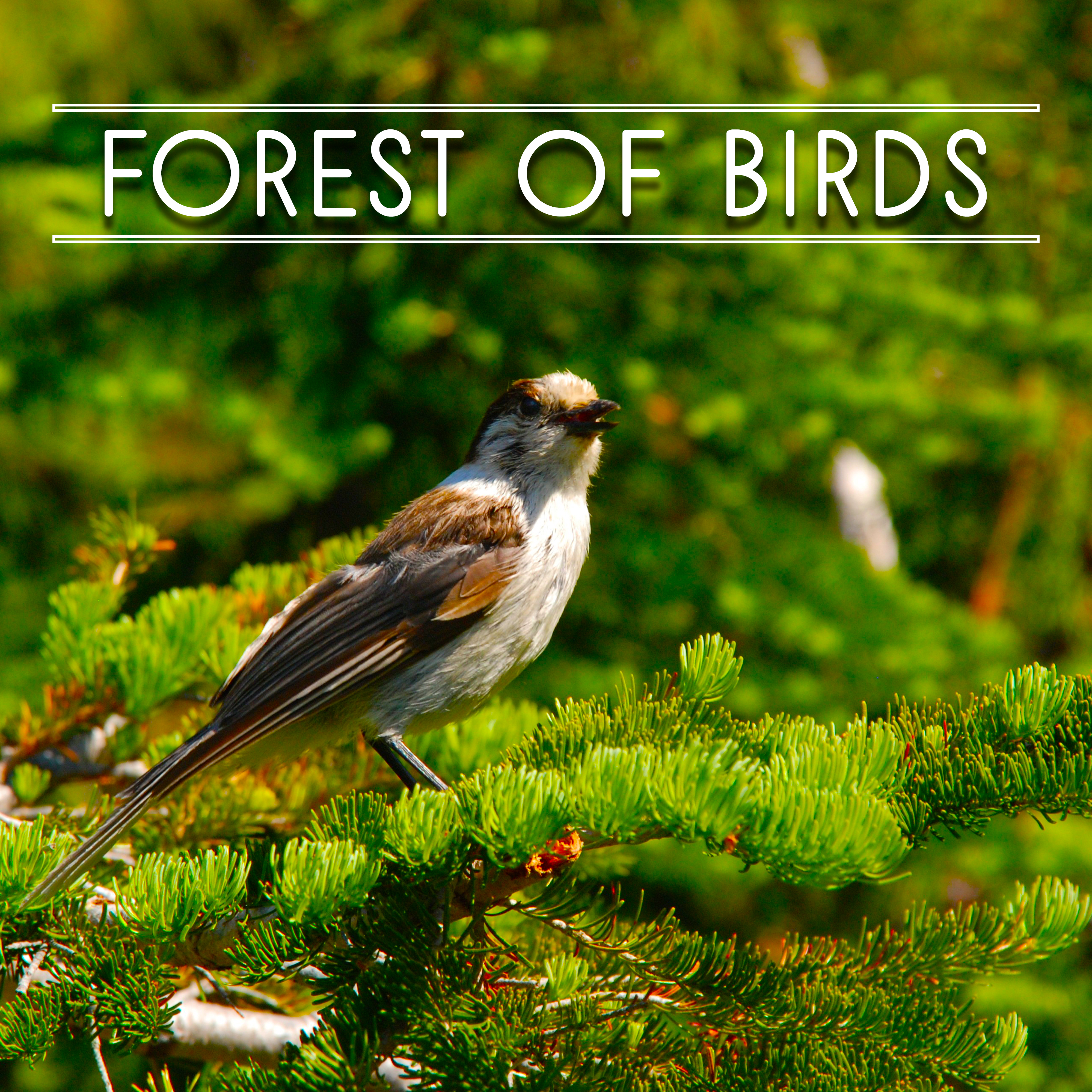 Forest of Birds – Nature Sounds for Relaxation, Meditation Music, Singing Birds, Soft Music, Pure Mind, Music for Rest, Nature Sounds